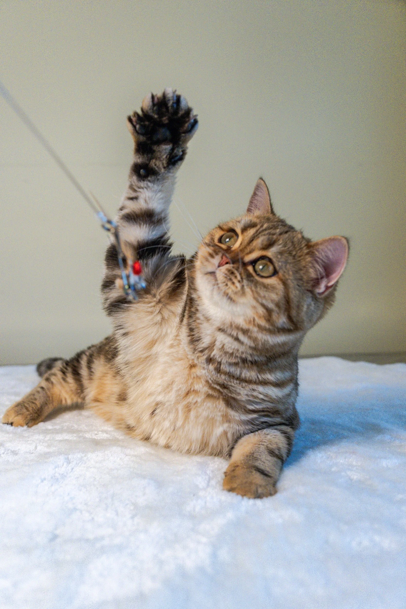 Golda is our beautiful TICA-registered Scottish Straight future queen with a stunning bright golden classic tabby (ny22) coat and an adorable round face.

Born on March 10, 2026, to our beloved Elwis and Foxy, Golda inherited her father's striking ap