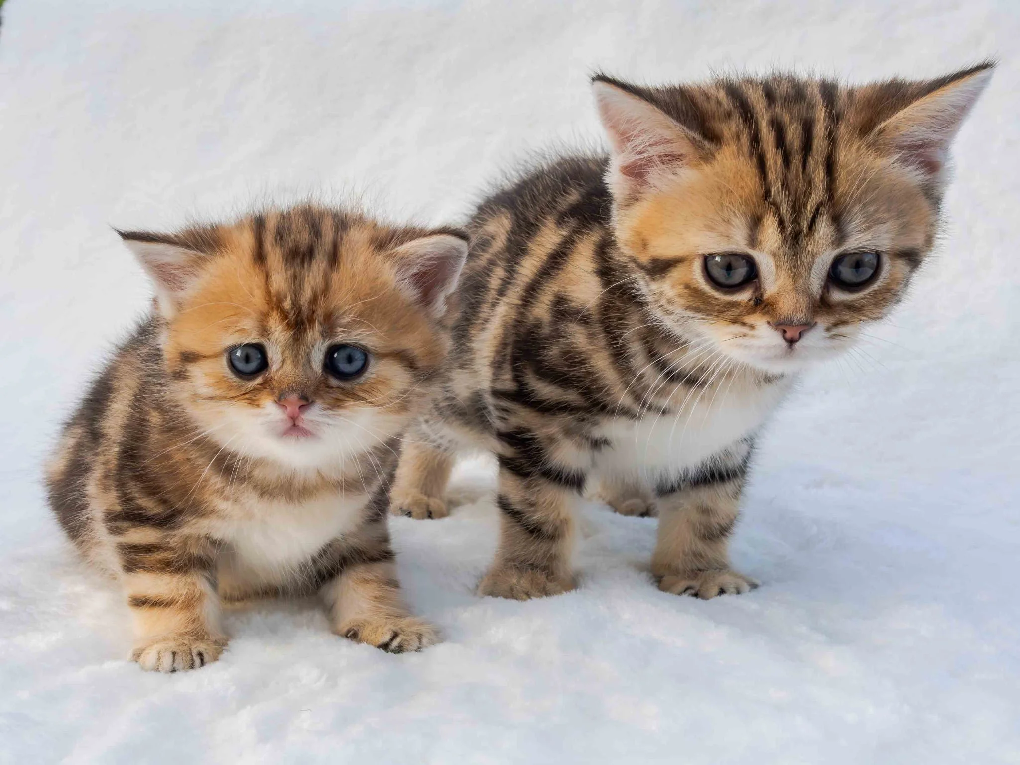 Two siblings.  Same dad, different moms. Black Golden Shaded Classic Tabby SFS 71 ny 22