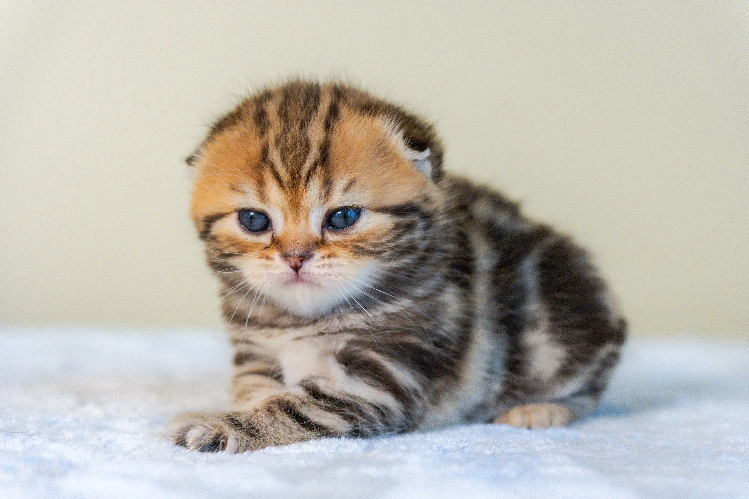 Iris, female black golden classic tabby Scottish kitten with a distinctive ny22 marble pattern, PurrfectlyFold Cattery.