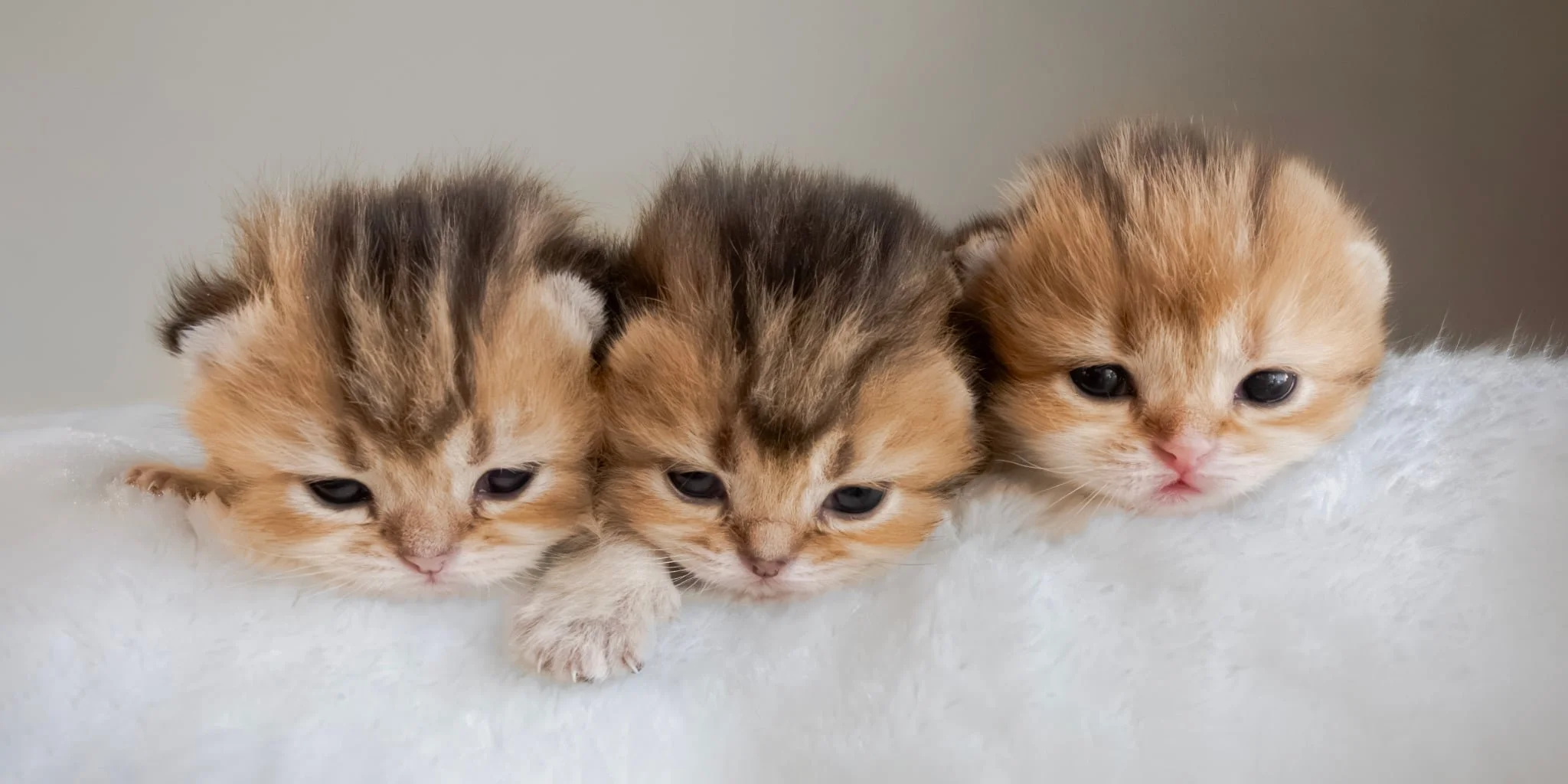 Adorable 2 weeks old black golden shaded Scottish Fold and Scottish Straight kittens from Elwis of PurrfectlyFold cuddled together on soft blanket