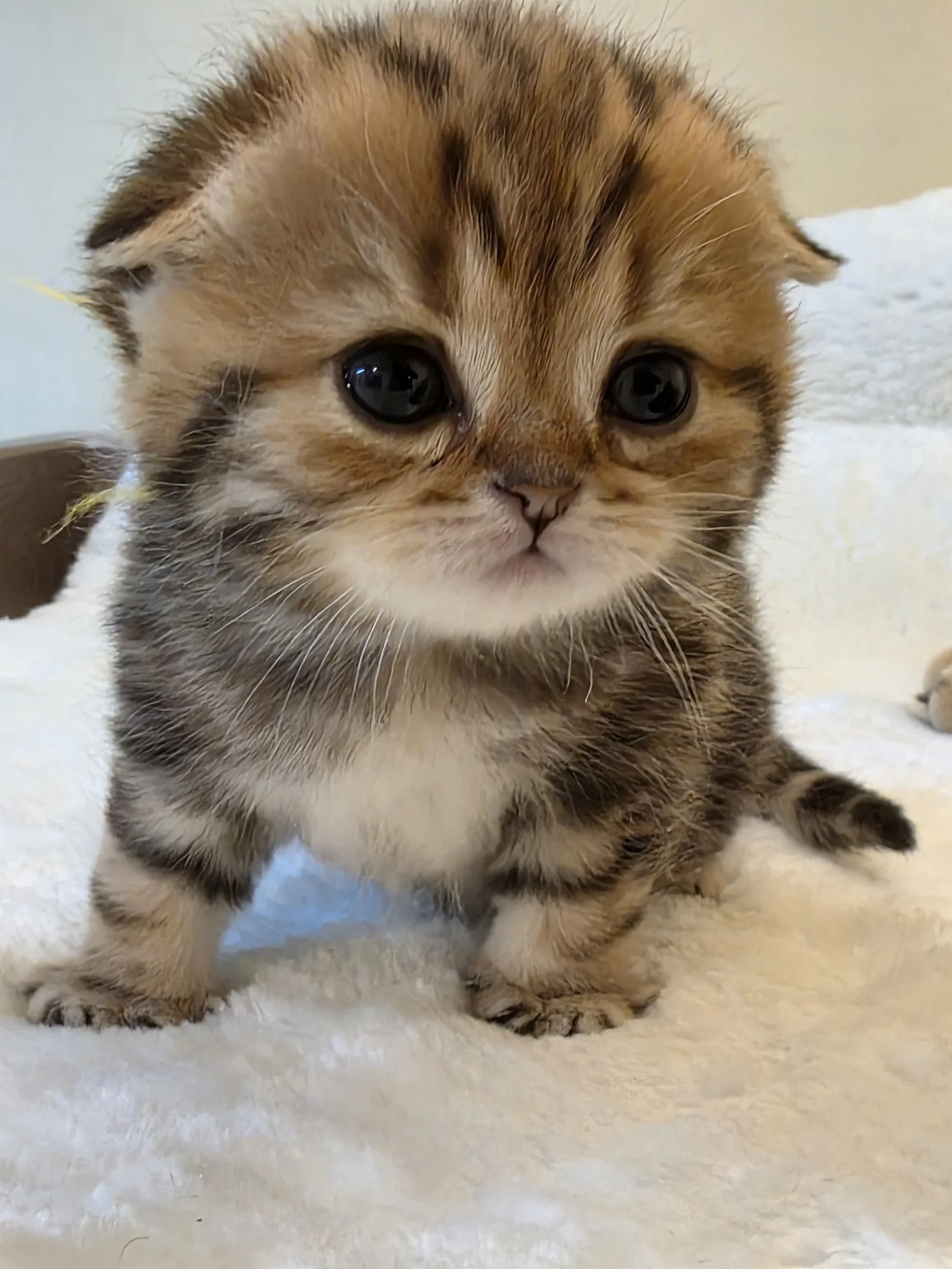 Recommended Supplies You Need Before Bringing Home Your Scottish Fold Kitten