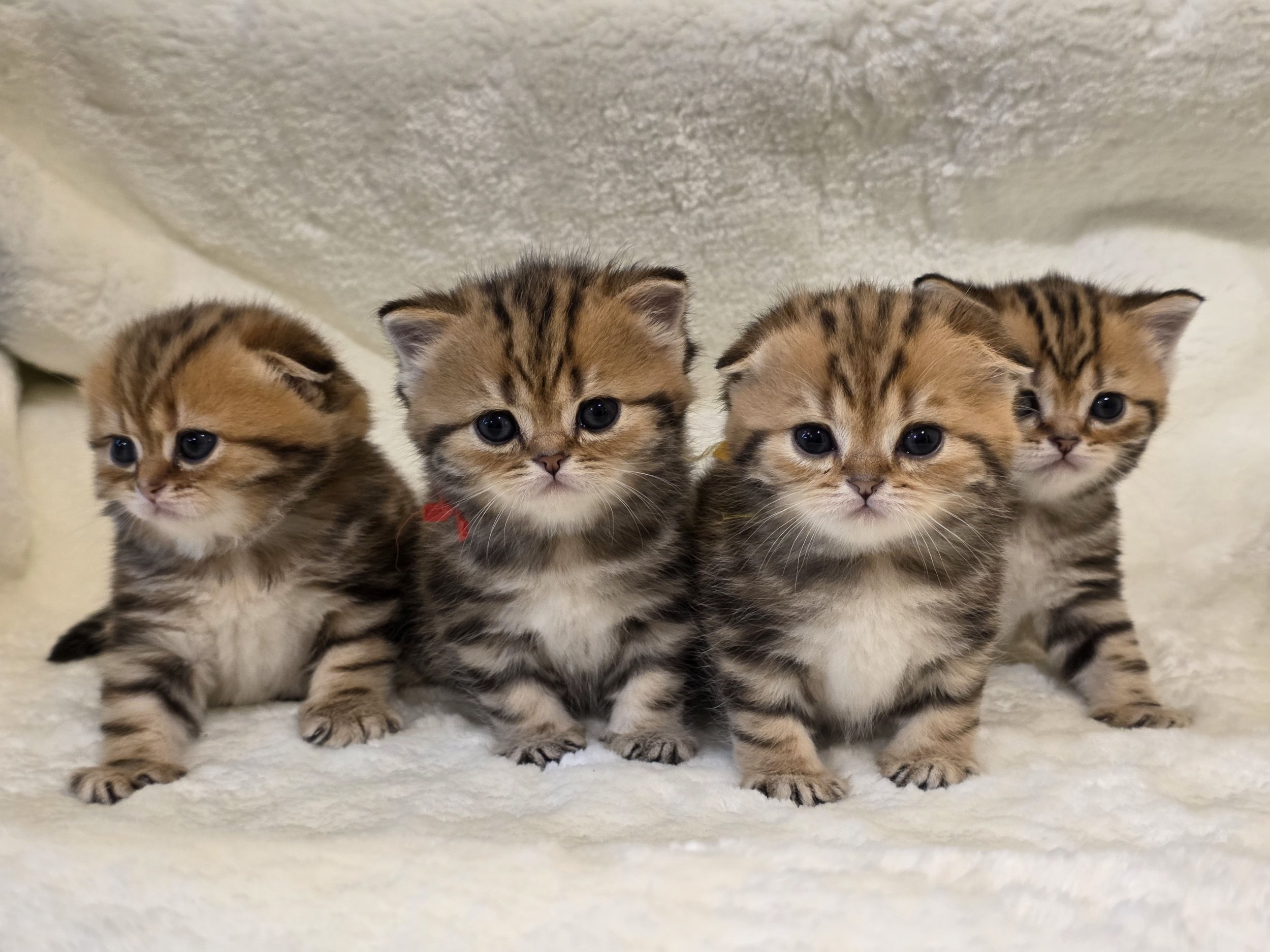 Four well-socialized Scottish Fold and Scottish Straight kittens with black and golden shaded coats classic tabby coat