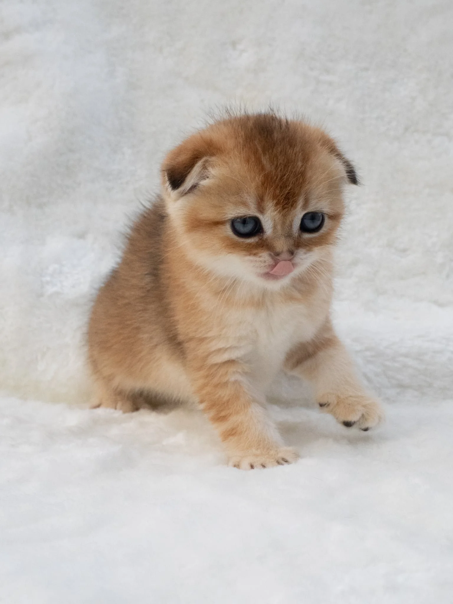 Hugo of PurrfectlyFold Scottish Fold Black Golden Shaded