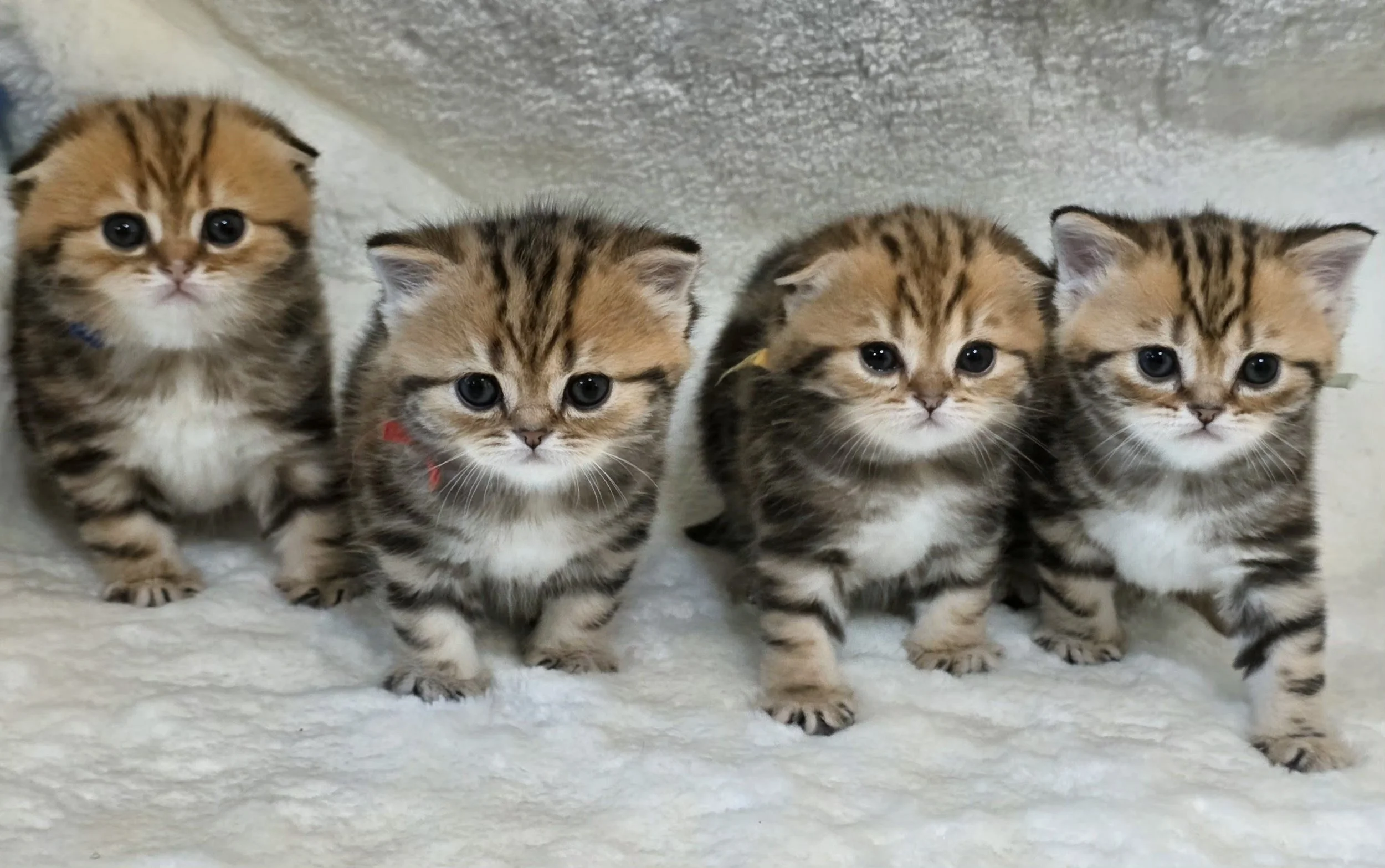 Foxy's NY 22 golden classic tabby Scottish Fold and Scottish Straight kittens