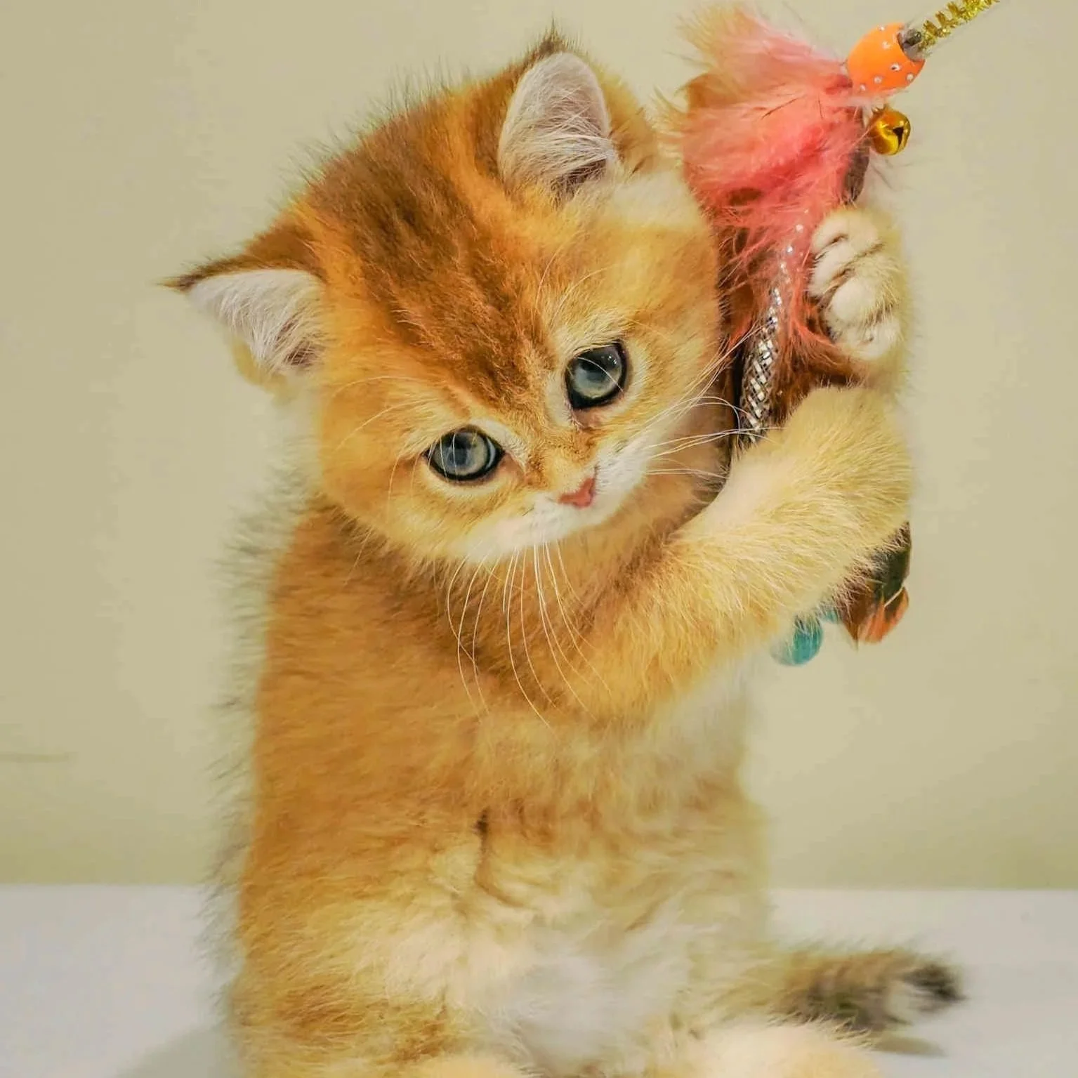 Scottish Straight female kitten with a black golden shaded coat playing with a wand toy, safe interactive play for kittens