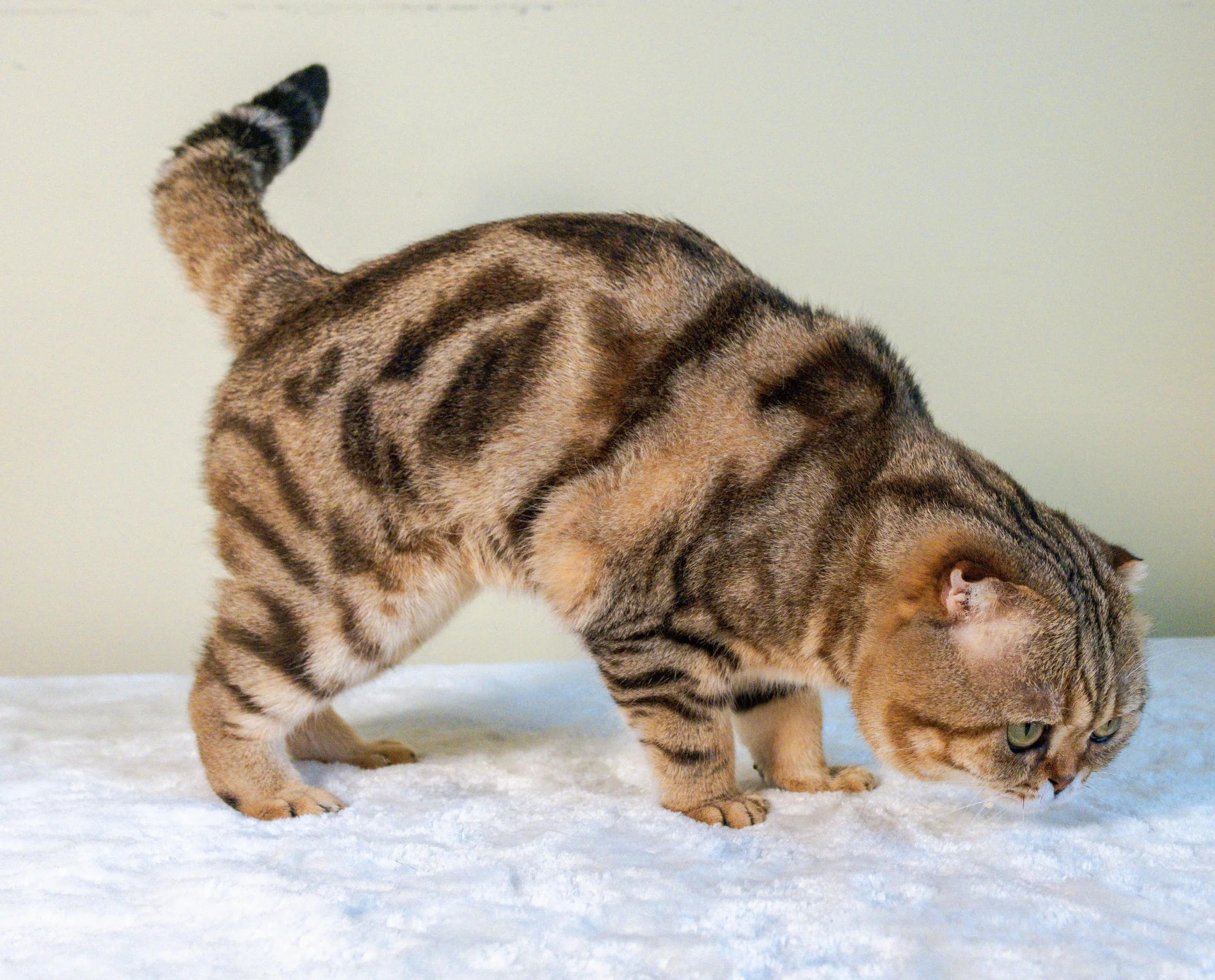 Elwis, handsome black golden classic tabby ny22 Scottish Fold male with beautiful round eyes and plush short coat at PurrfectlyFold Cattery.