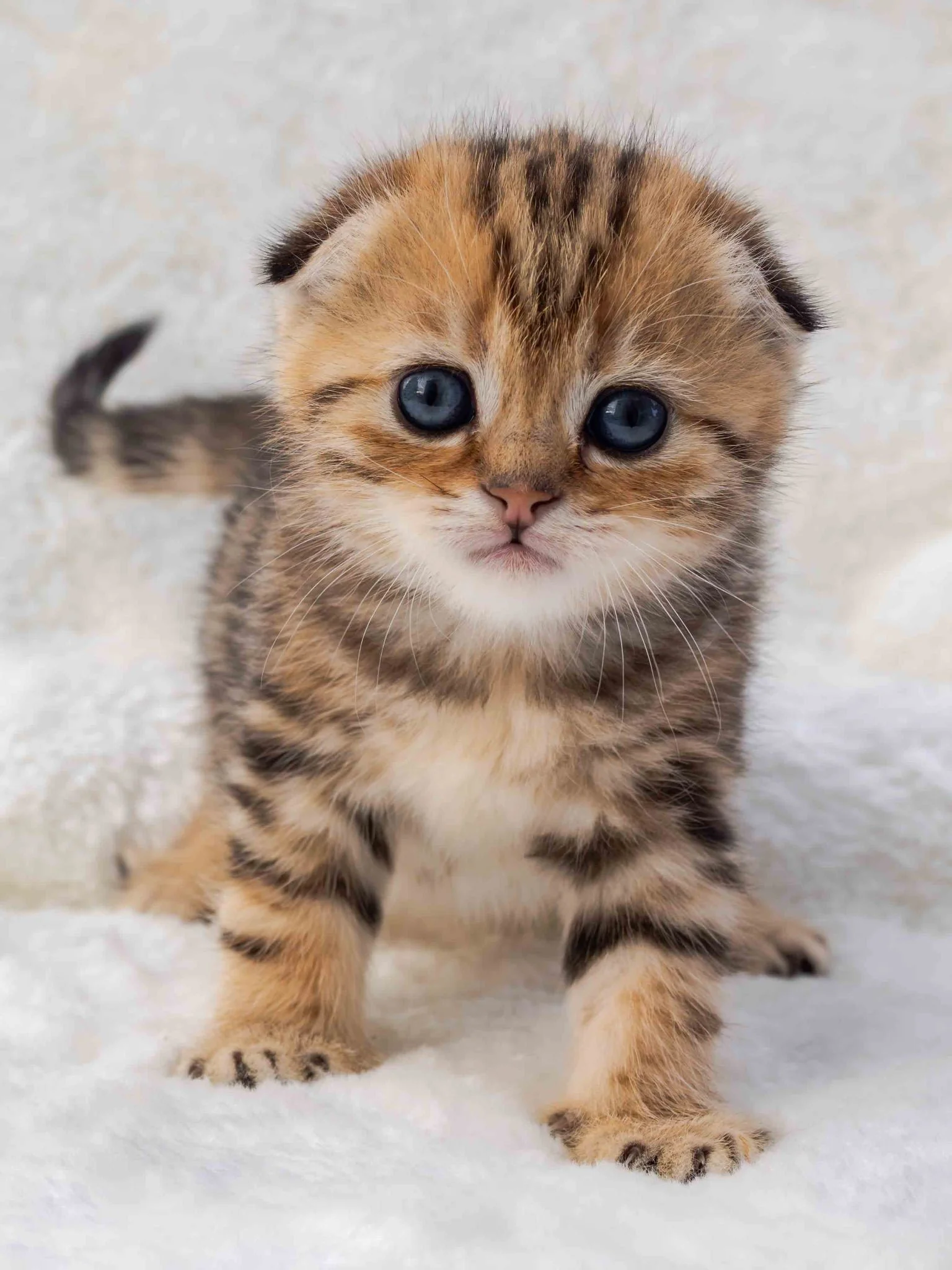Scottish Fold kittens in Pennsylvania USA