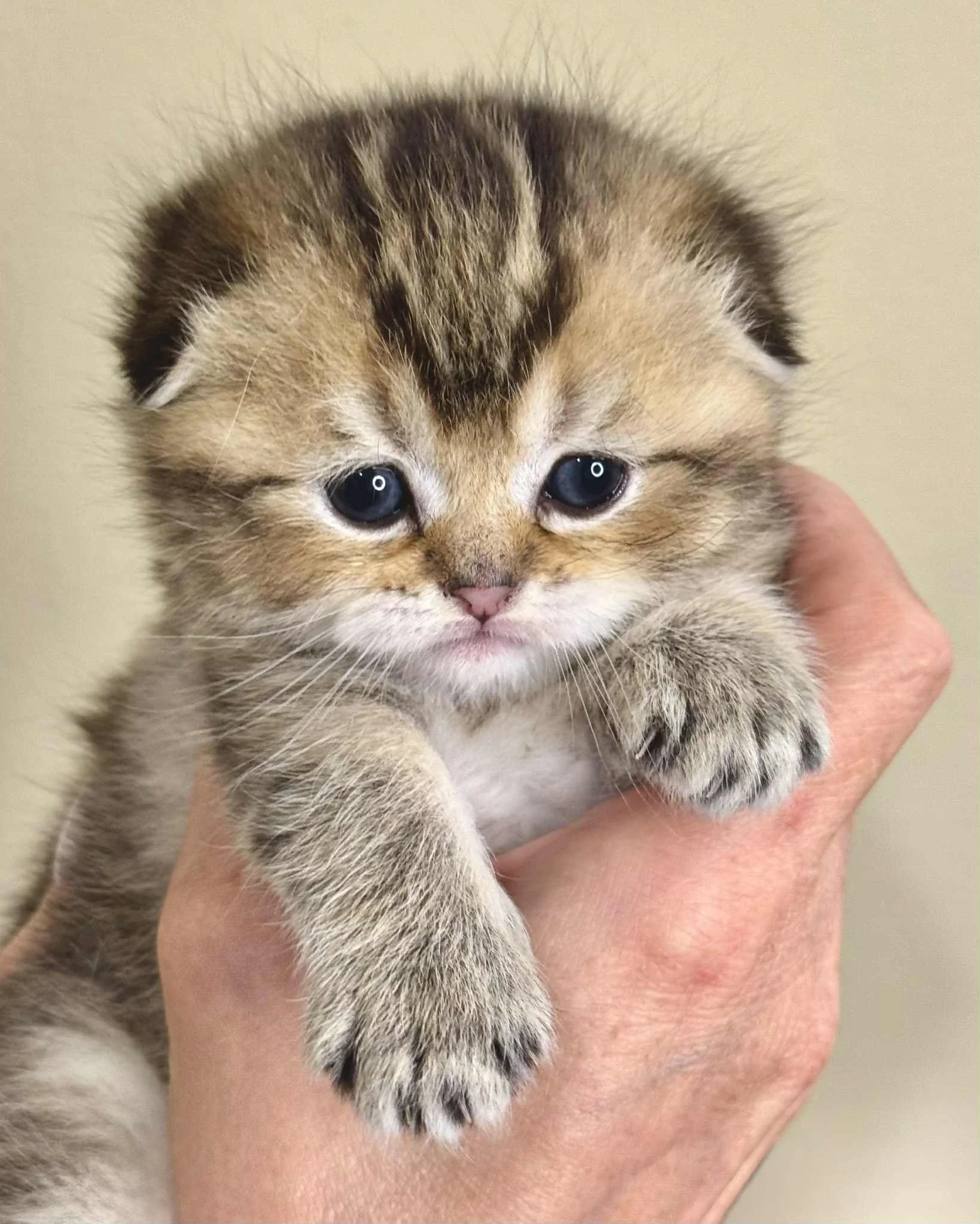 How to Recognize if Your Scottish Fold Cat is in Pain