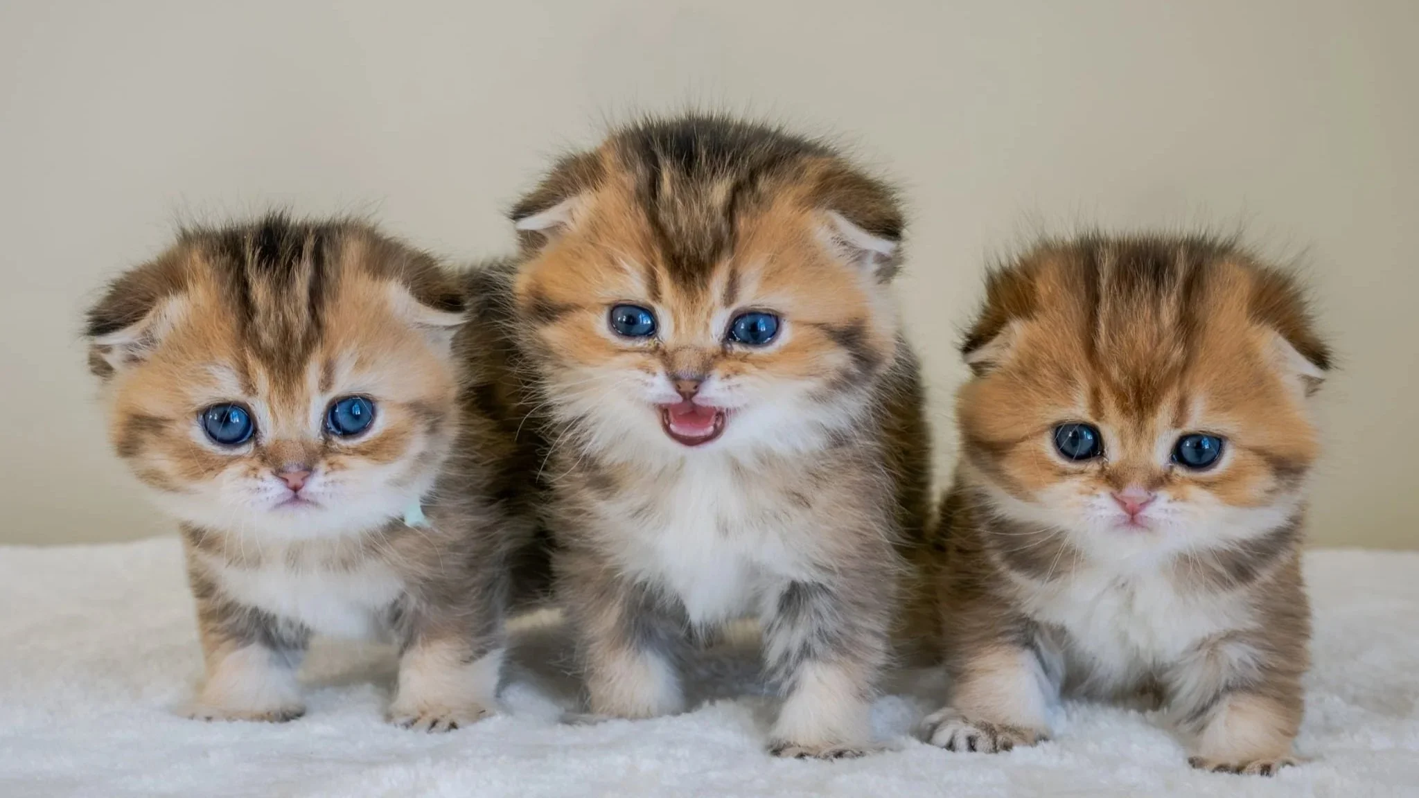 Three Scottish Fold kittens black golden shaded on blanket, raised by PurrfectlyFold cat breeder in Pennsylvania