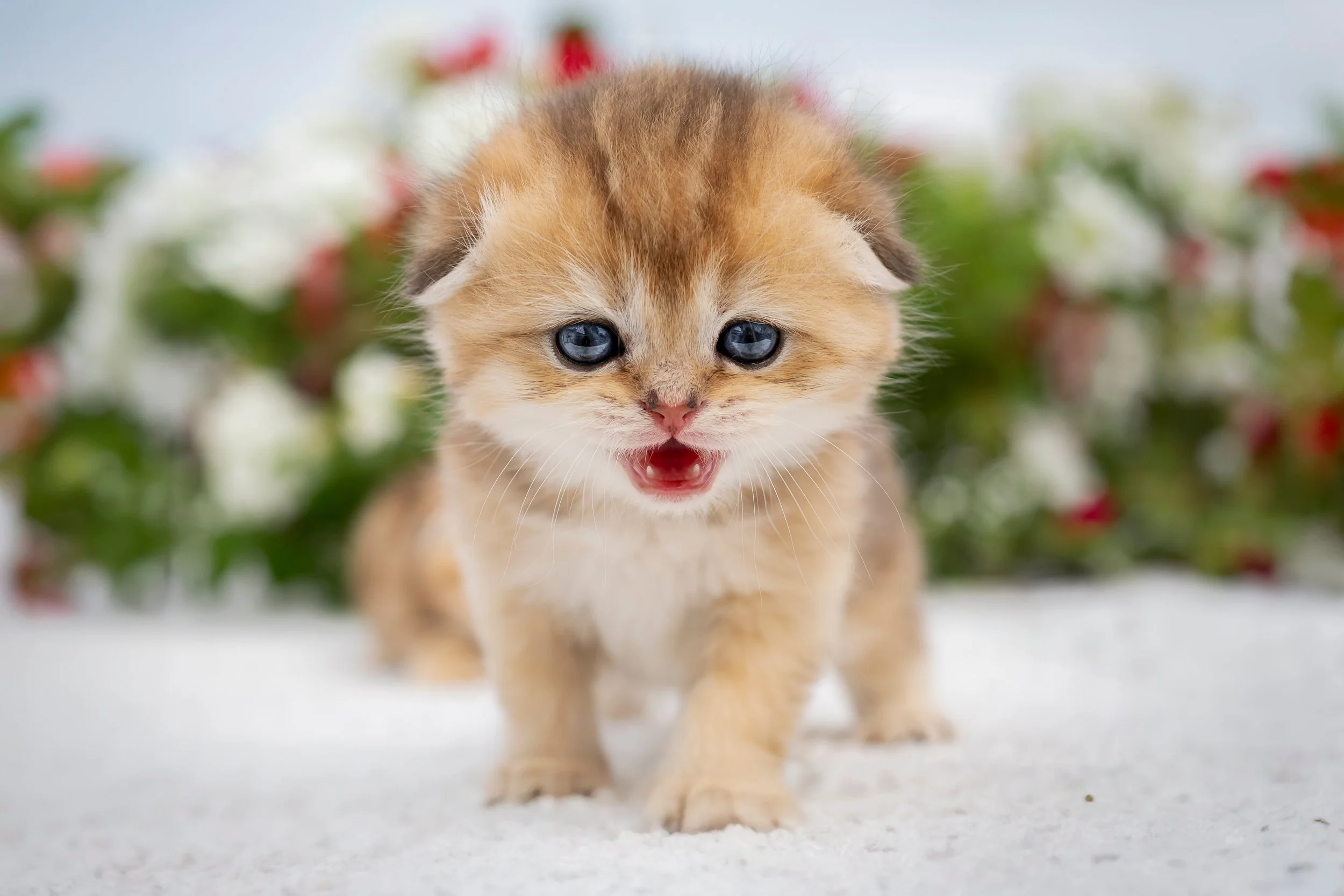Black and golden shaded Scottish Fold kitten walking straight and meowing, playful and curious, PurrfectlyFoldCattery