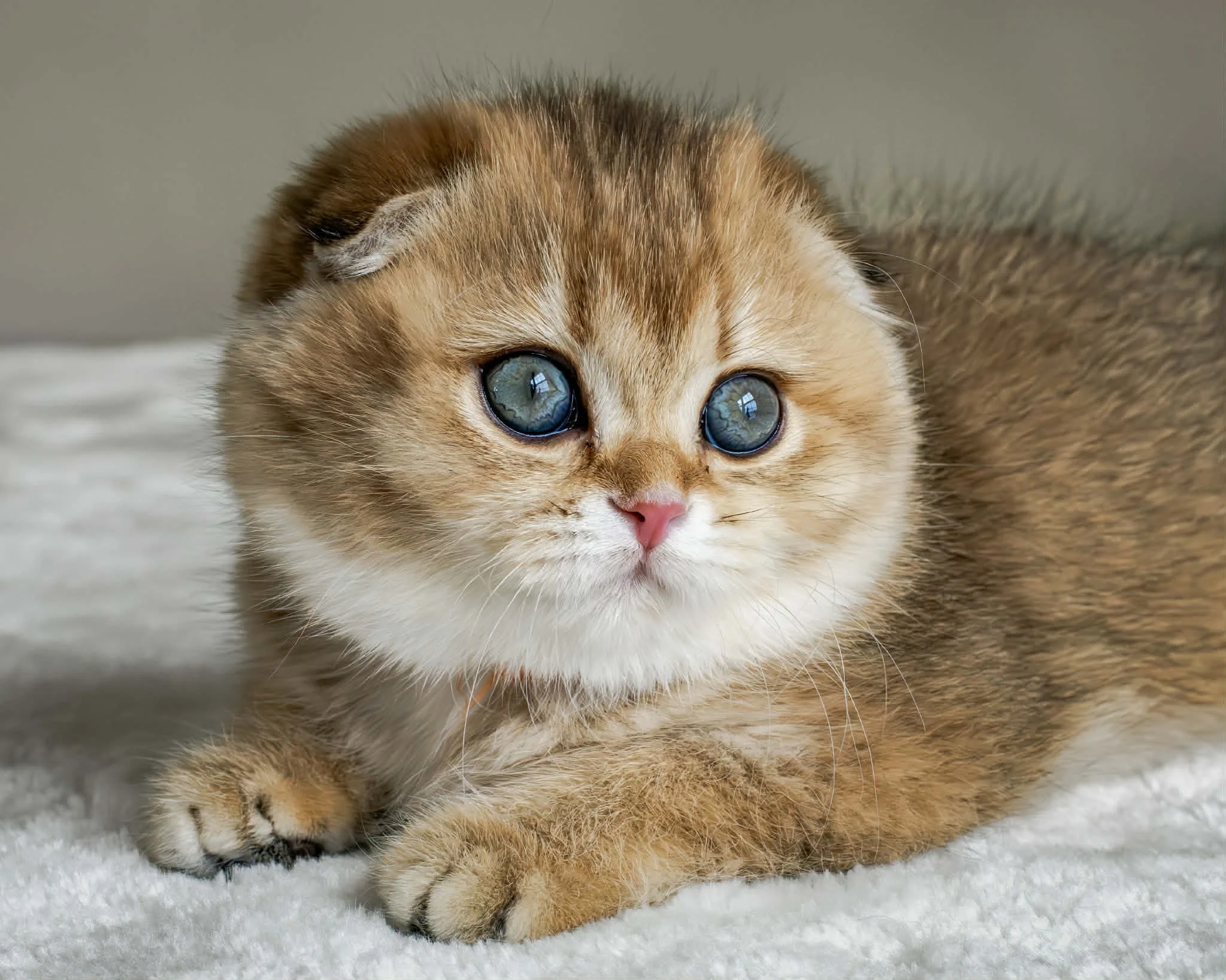 Malden Litter F - Fiona Scottish Fold Black Golden Shaded ny 25 DOB 1.10.2026