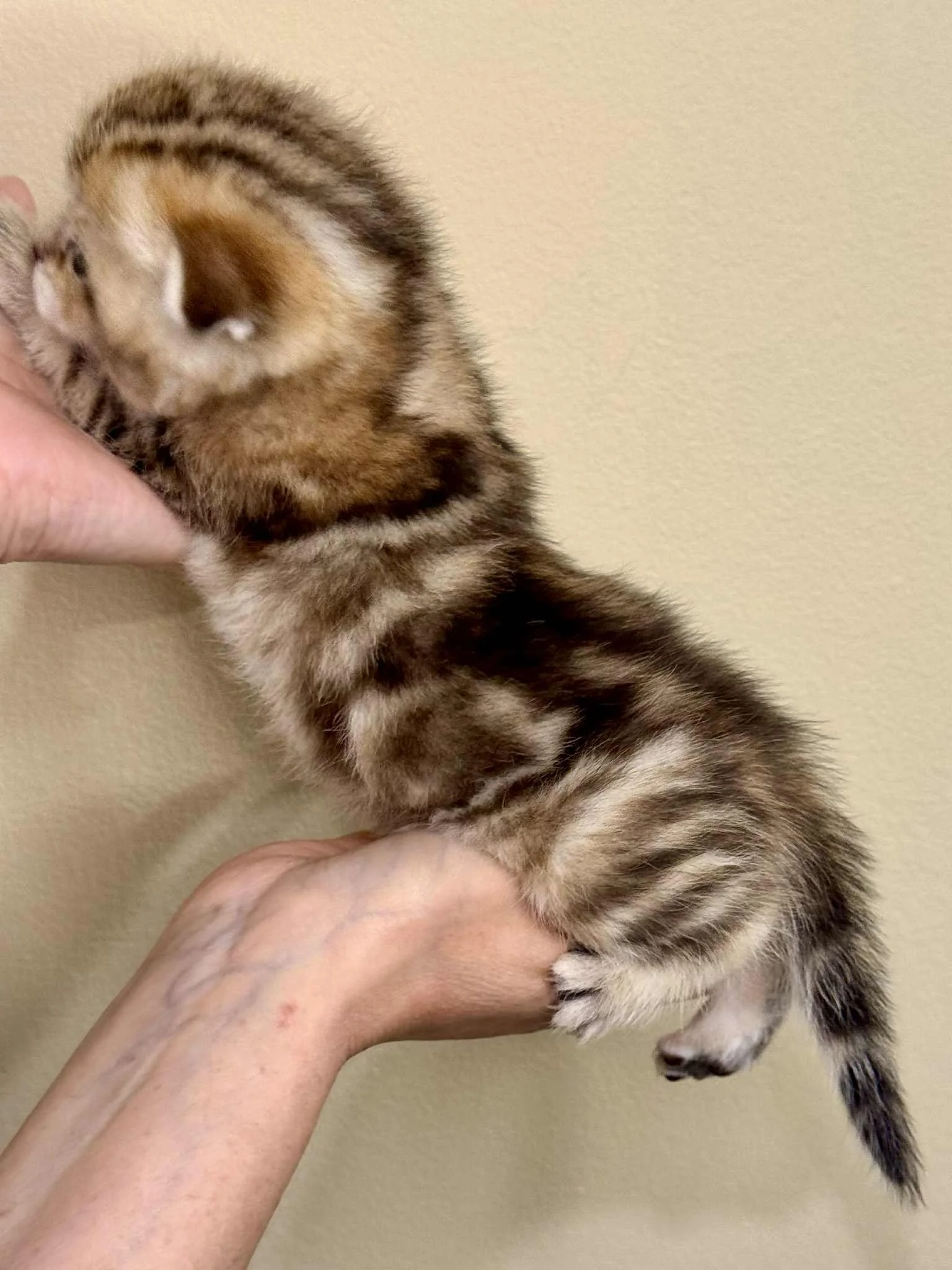 Tanya holding Enzo Jake, black golden shaded classic tabby male Scottish Fold kitten, side view