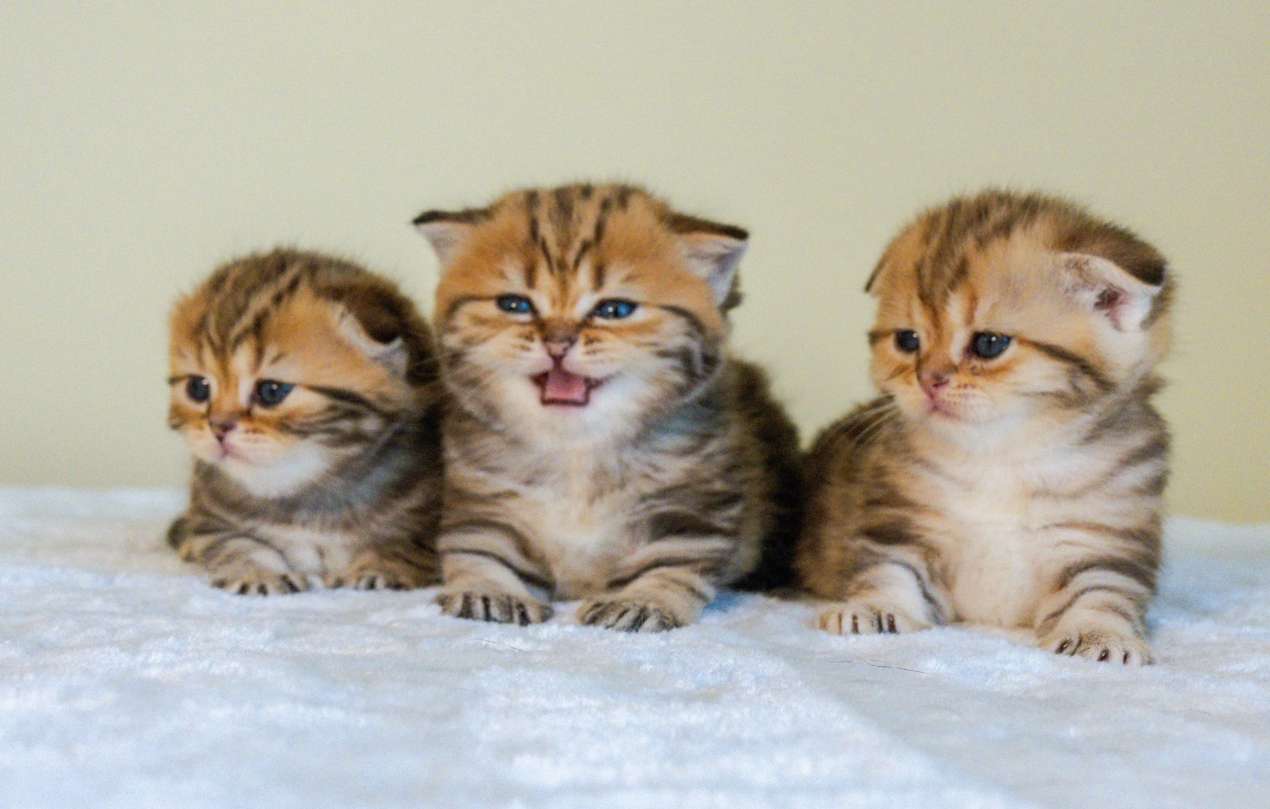 “I” Litter – Scottish Fold & Scottish Straight Kittens