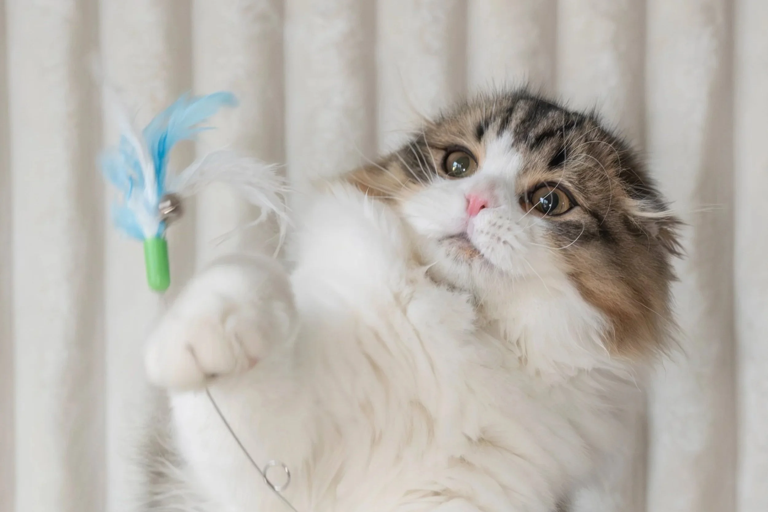 The Importance of Bonding Time With Your Scottish Fold Kitten