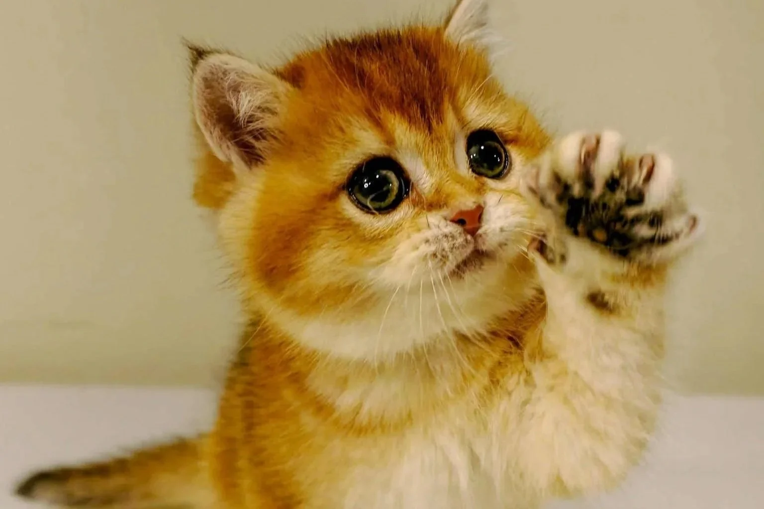 A close-up of a cute, fluffy kitten with amber fur and big, shiny black eyes, raising one paw.