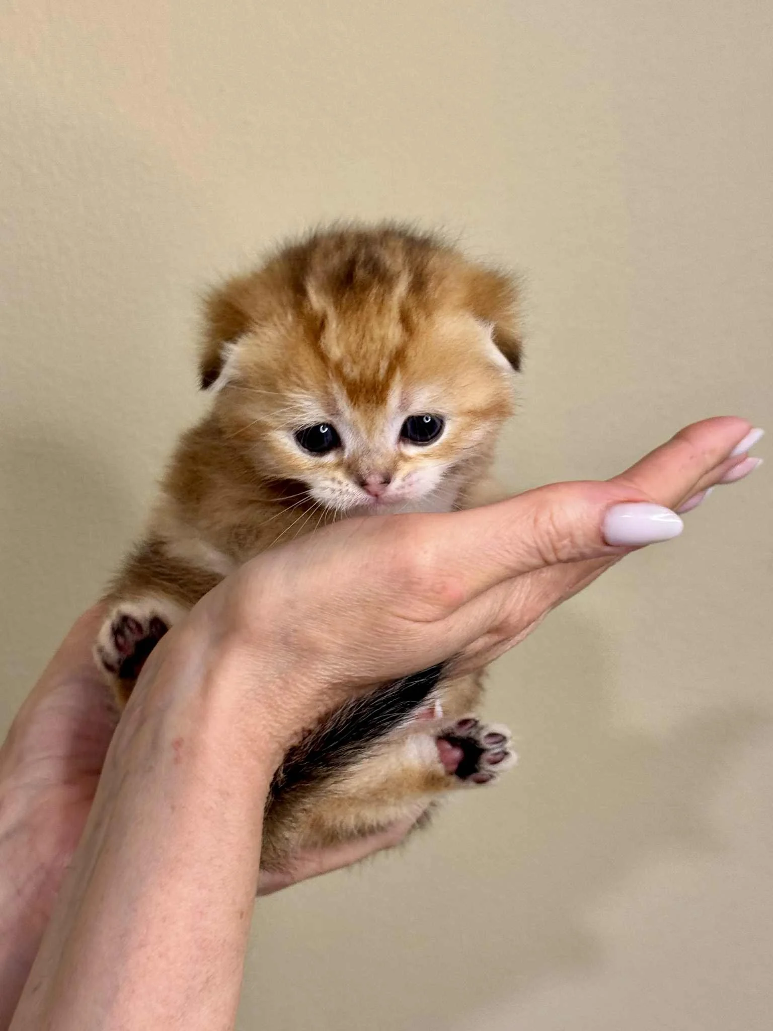Tanya holding Elio Lulo, black golden shaded male Scottish Fold kitten, front view