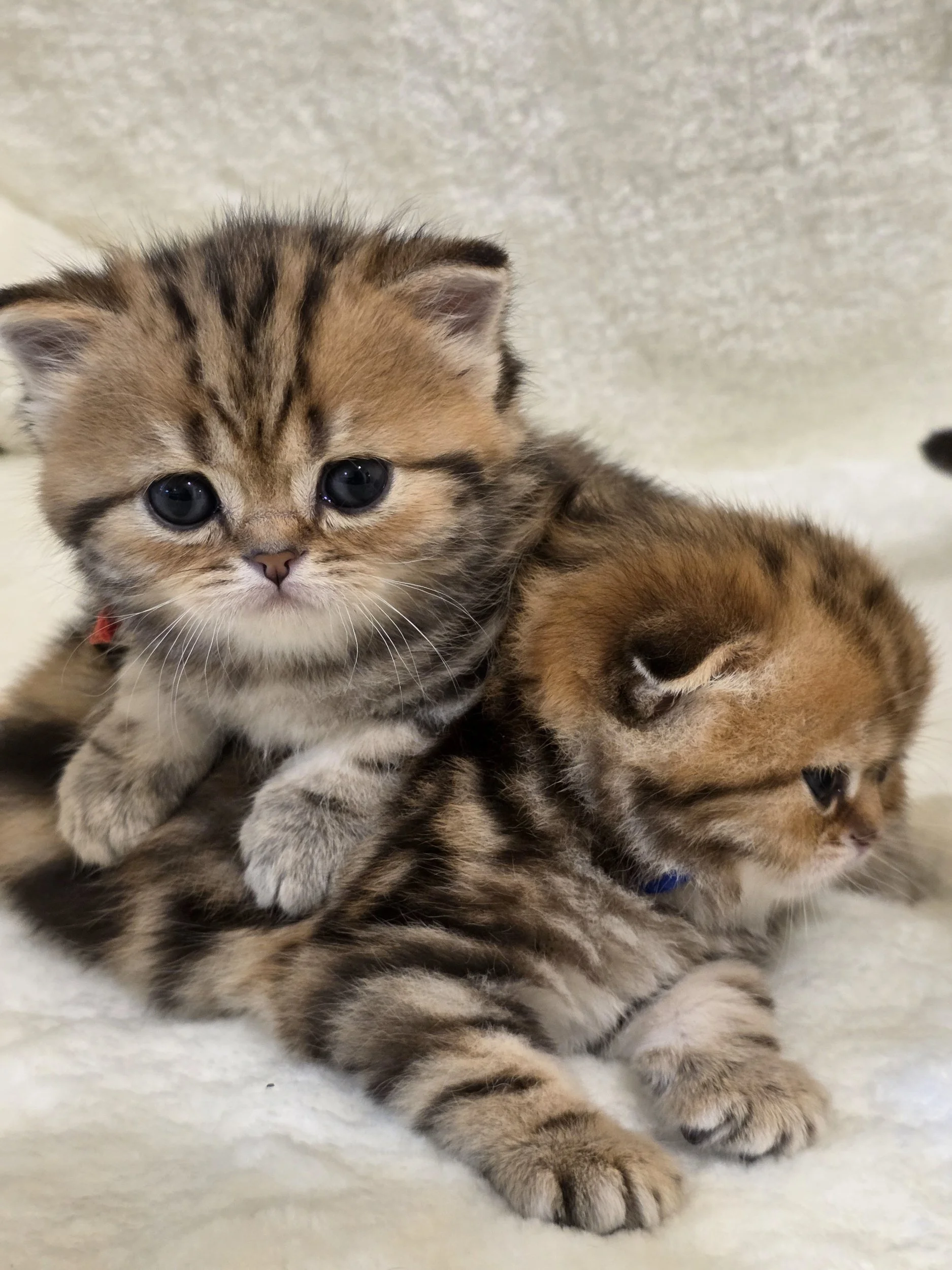 Scottish Straight Black Golden Classic Tabby Female SFS 71 ny 22