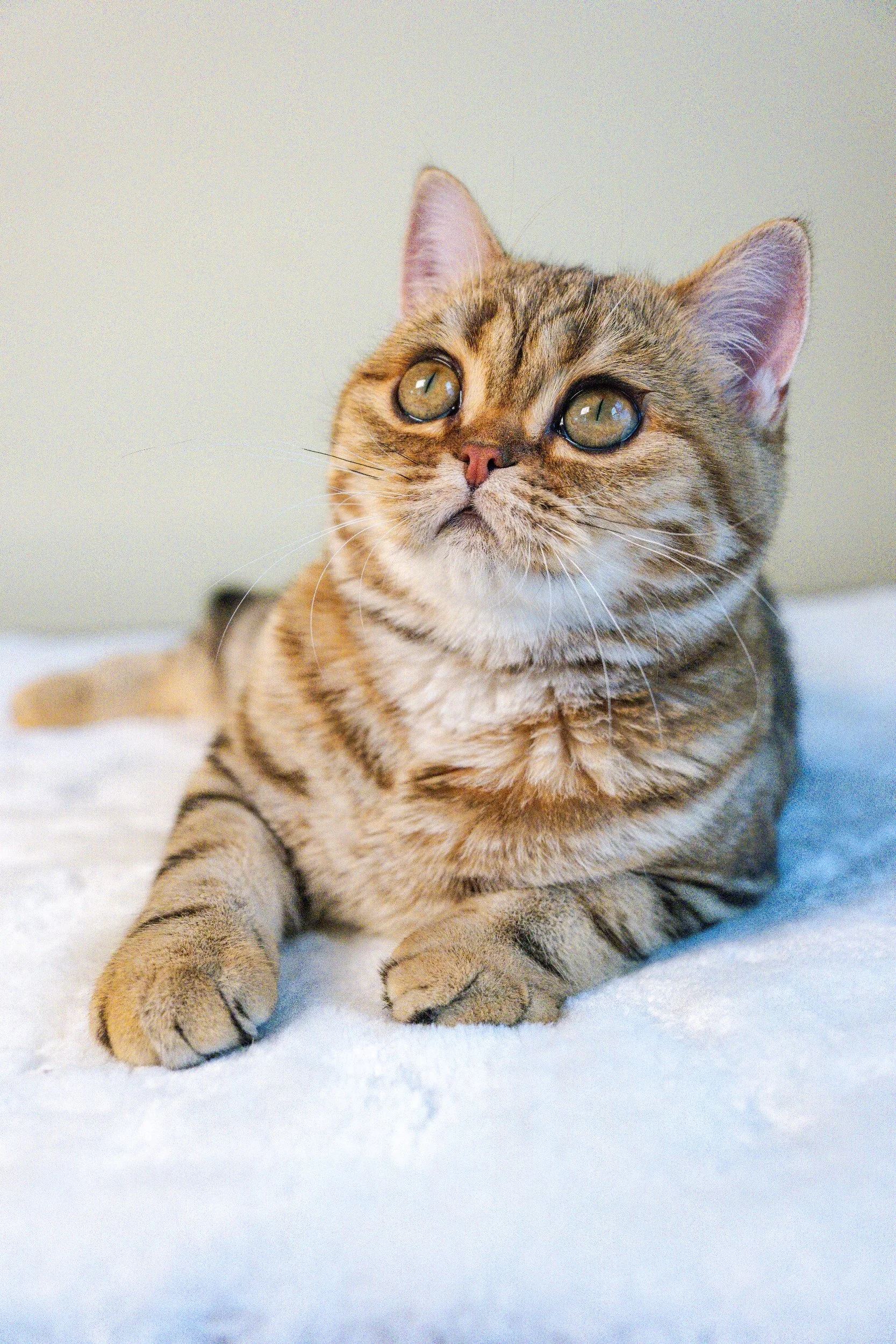 Golda is our beautiful TICA-registered Scottish Straight future queen with a stunning bright golden classic tabby (ny22) coat and an adorable round face.

Born on March 10, 2026, to our beloved Elwis and Foxy, Golda inherited her father's striking ap