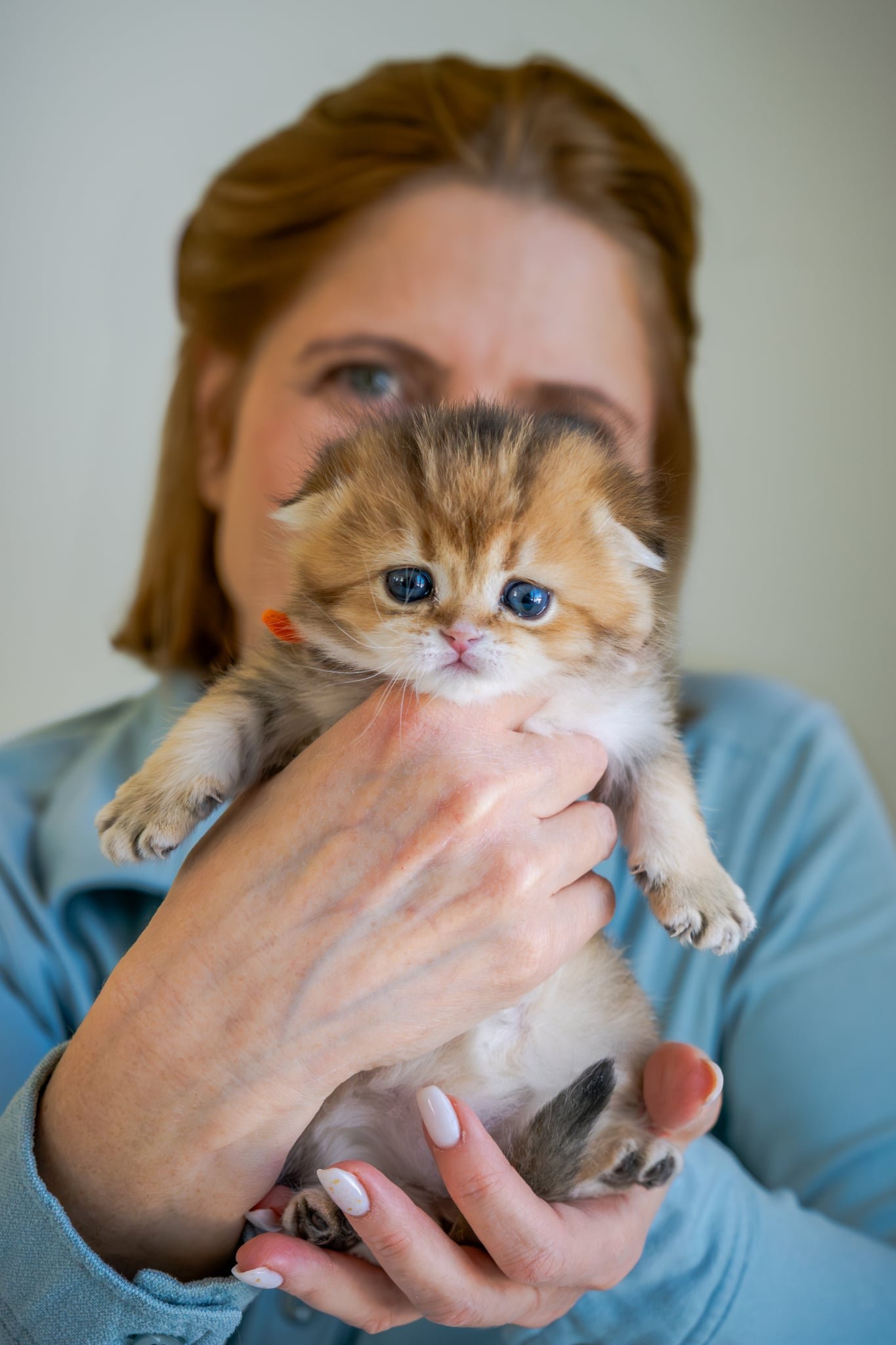 PurrfectlyFold breeder holding a golden Scottish Fold kitten in Pennsylvania