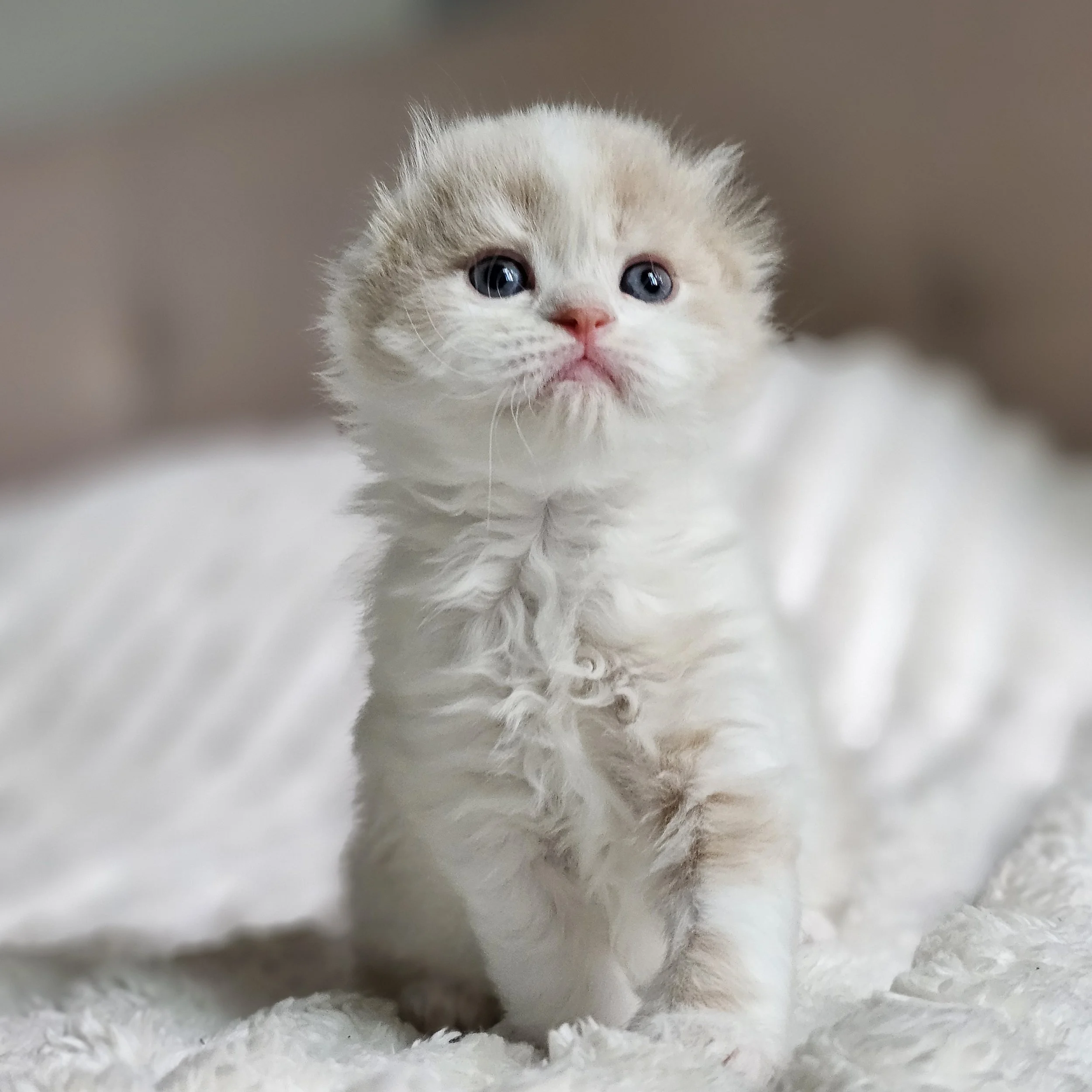 Scottish Fold Female Lilac Long Hair