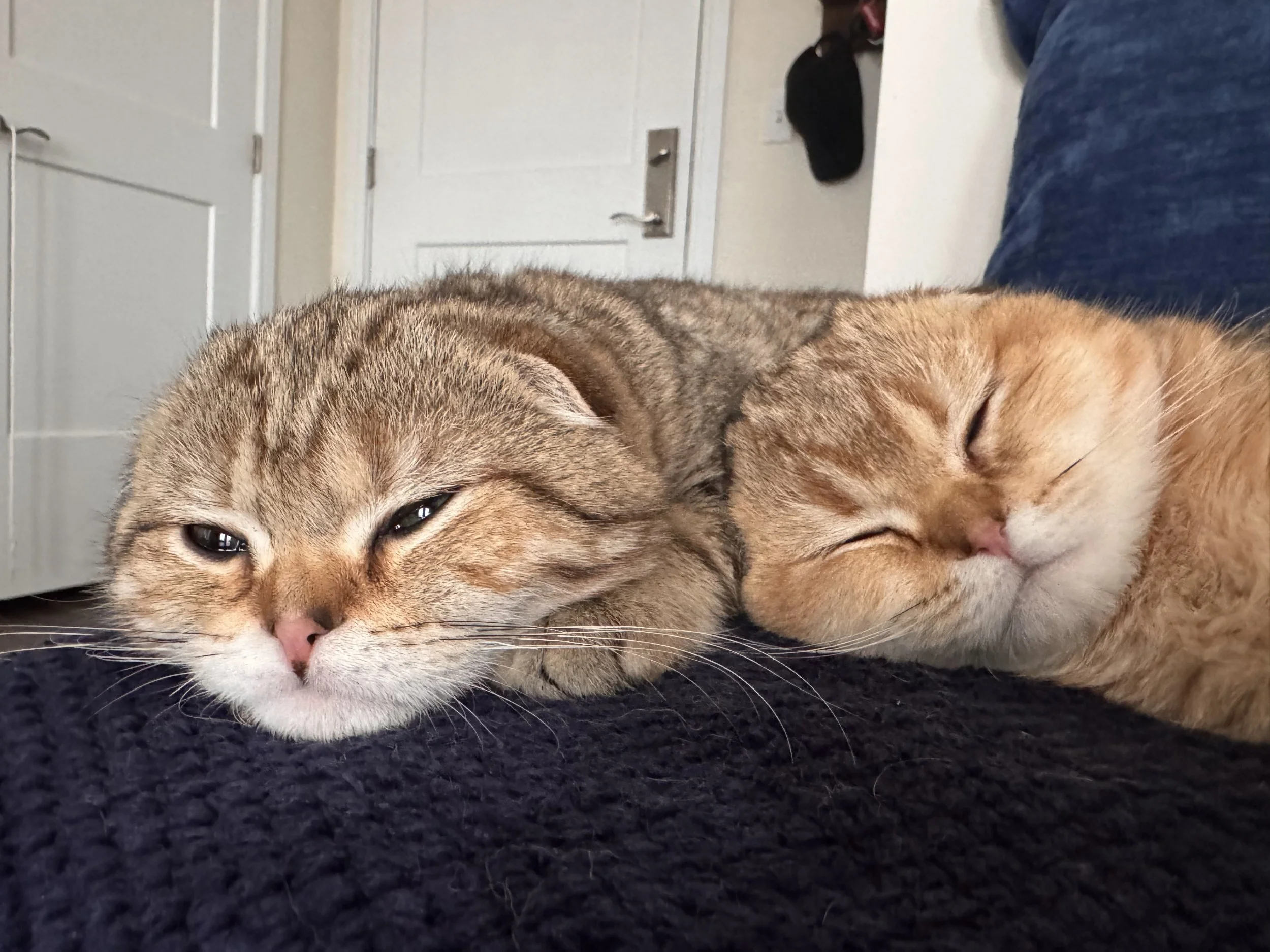 Two Black Golden Shaded Scottish Fold cats sleeping curled up next to each other on a rug in a sunlit modern apartment