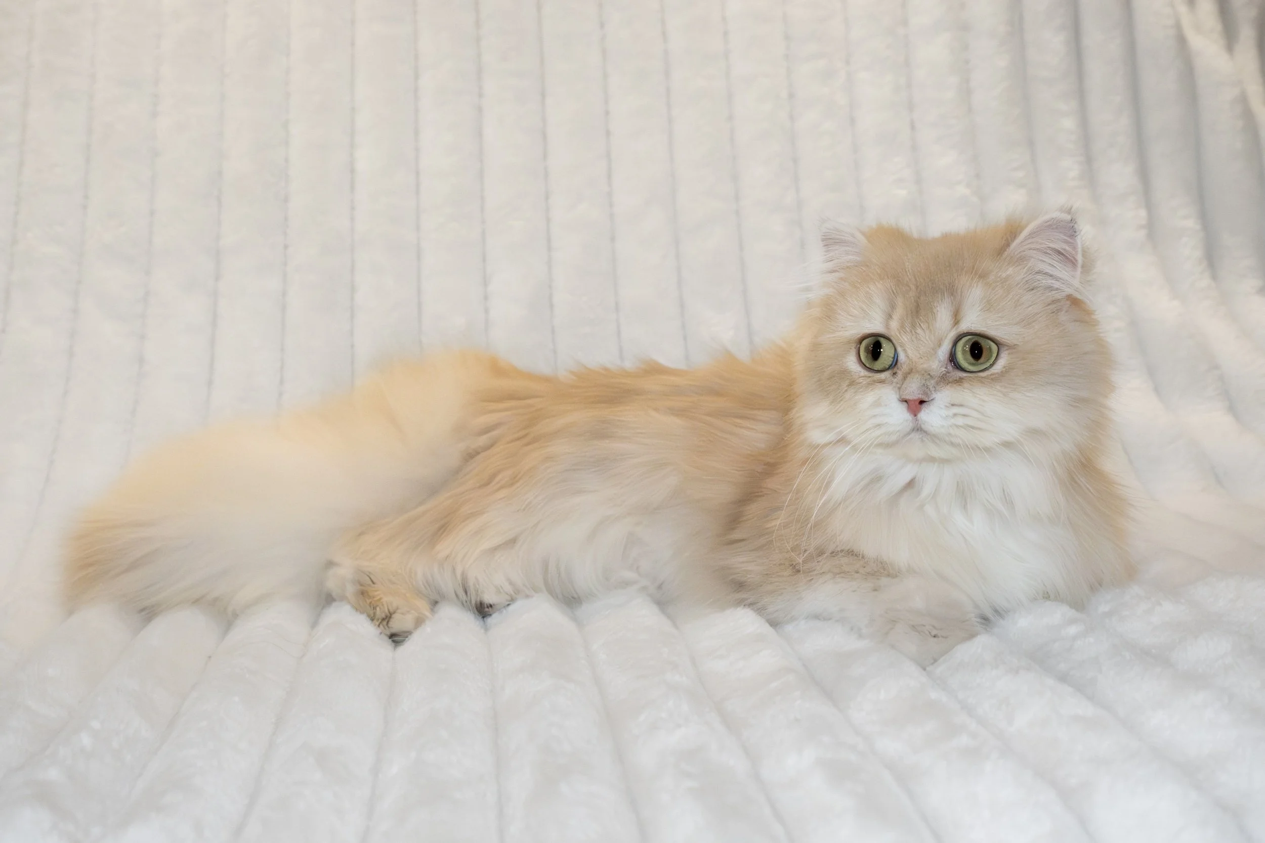 Madlen of PurrfectlyFold. Female. Scottish Straight Long Hair Golden Lilac Chinchilla (SLH 71 cy 12) RESERVED