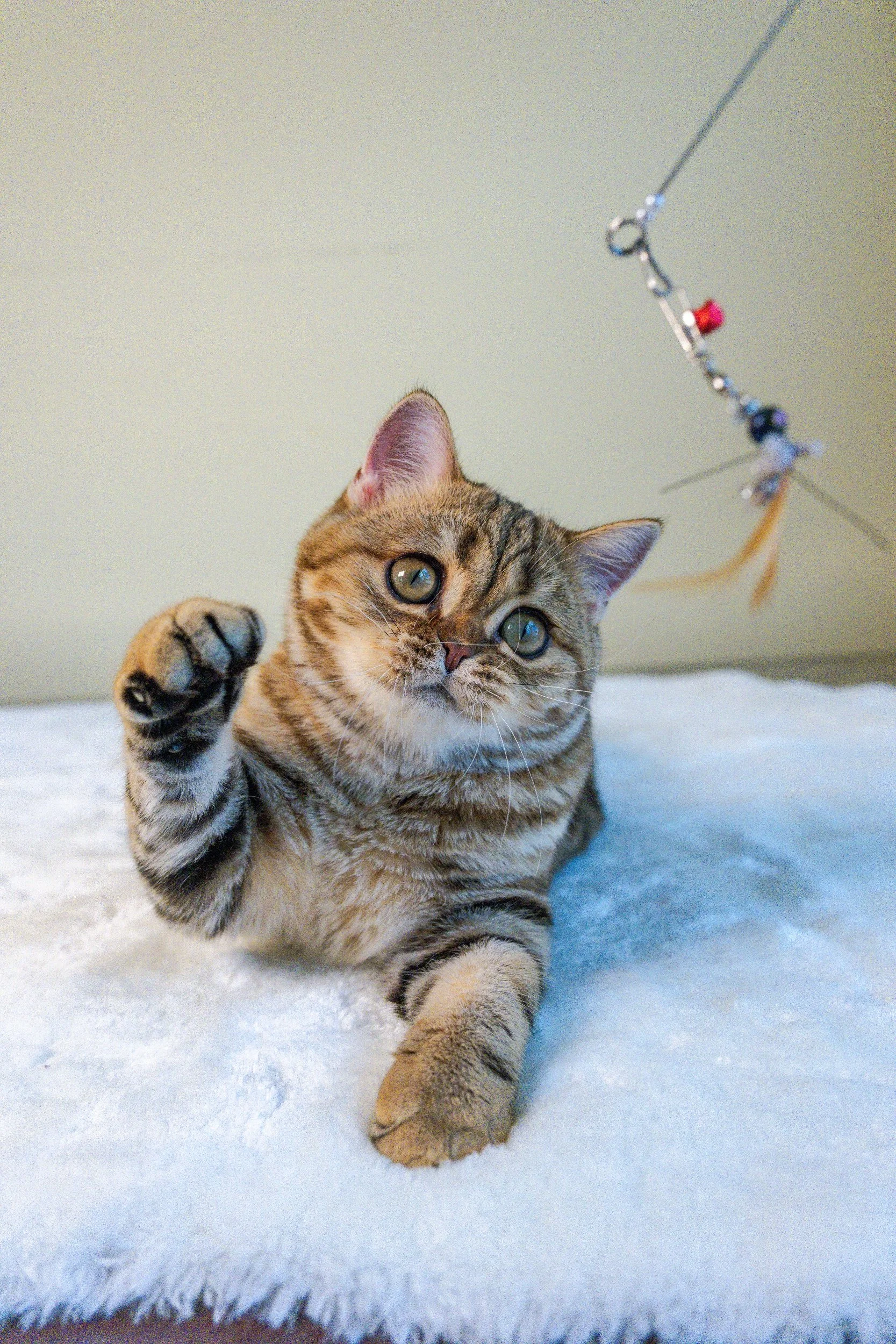 Golda is our beautiful TICA-registered Scottish Straight future queen with a stunning bright golden classic tabby (ny22) coat and an adorable round face.

Born on March 10, 2026, to our beloved Elwis and Foxy, Golda inherited her father's striking ap