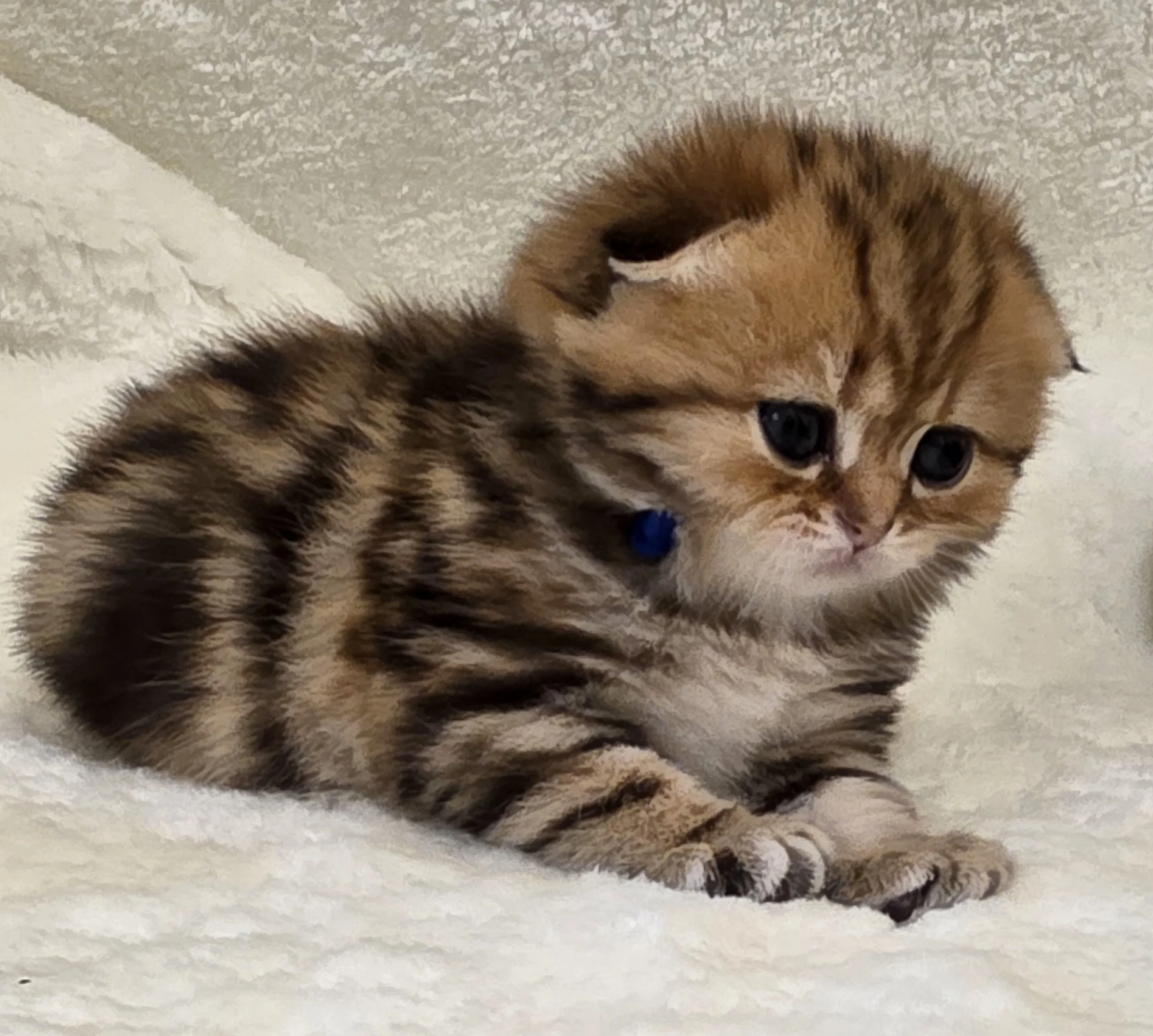 Scottish Fold Black Golden Classic Tabby Male SFS NY22