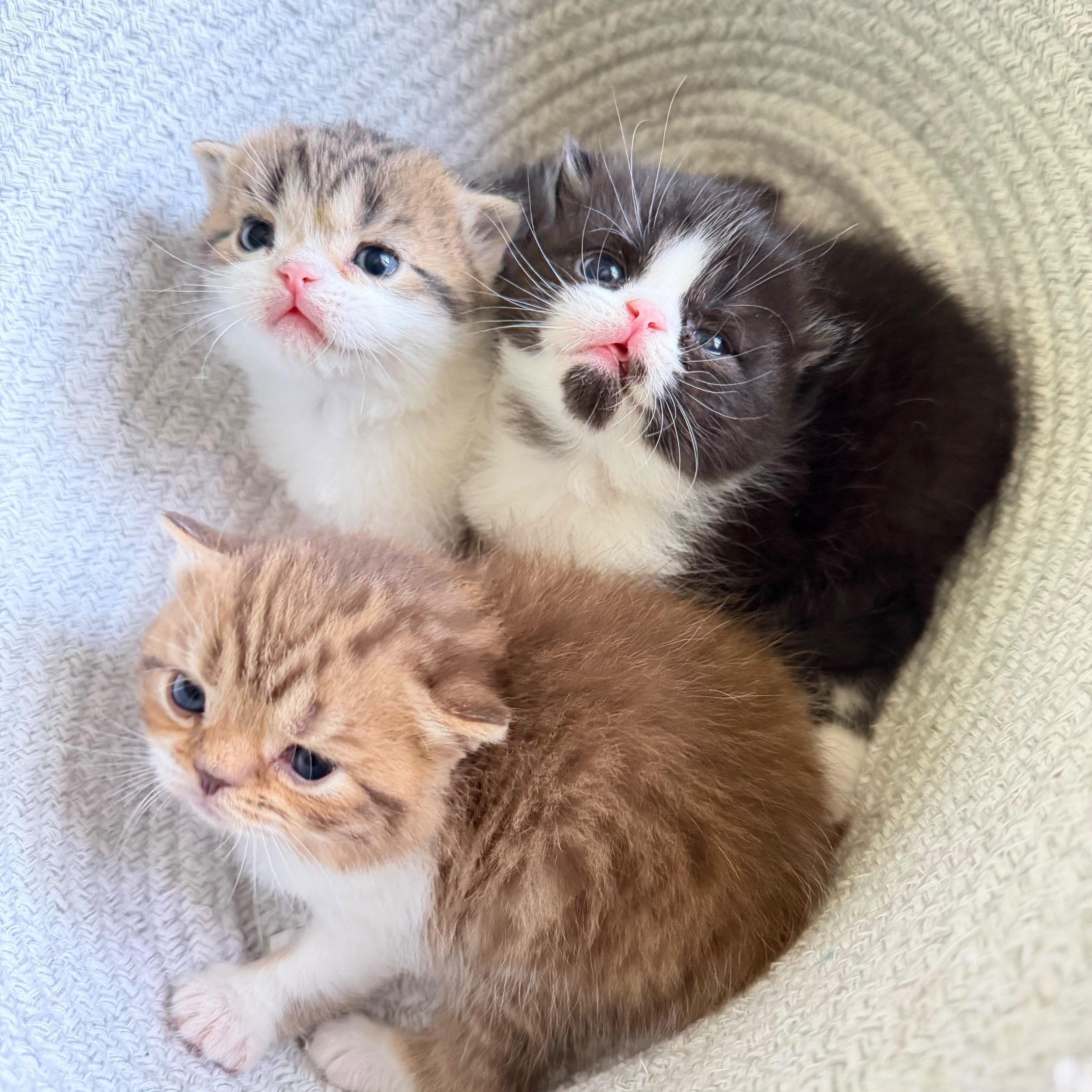 Three Scottish Straight / British Shorthair kittens, born September 9, 2026