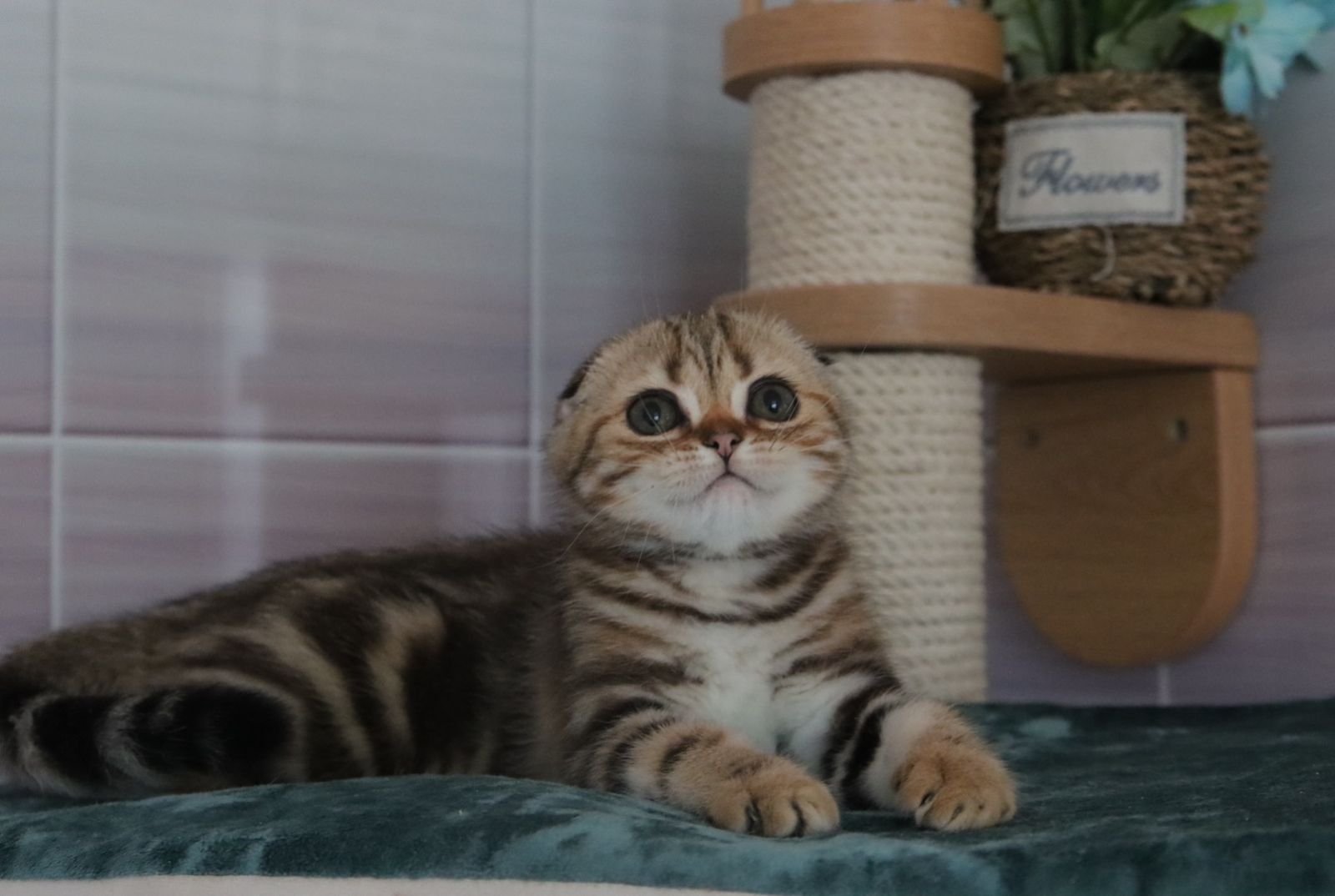 You Can’t Change Instinct: How to Redirect Your Scottish Fold Cat’s Scratching