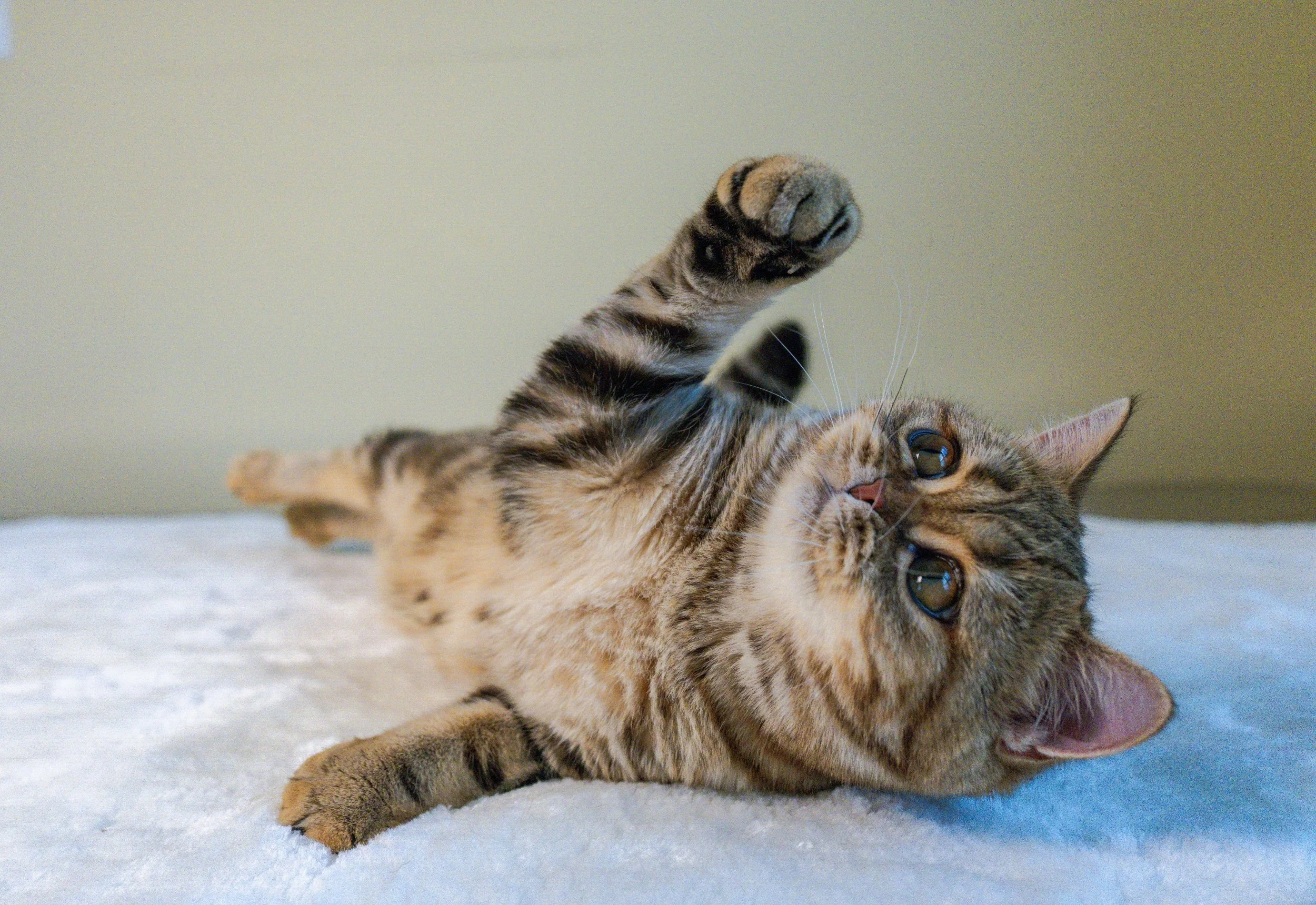 Golda is our beautiful TICA-registered Scottish Straight future queen with a stunning bright golden classic tabby (ny22) coat and an adorable round face.

Born on March 10, 2026, to our beloved Elwis and Foxy, Golda inherited her father's striking ap