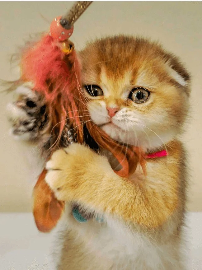 Scottish Fold kitten black golden shaded holding toy – playful pedigree kitten from PurrfectlyFold