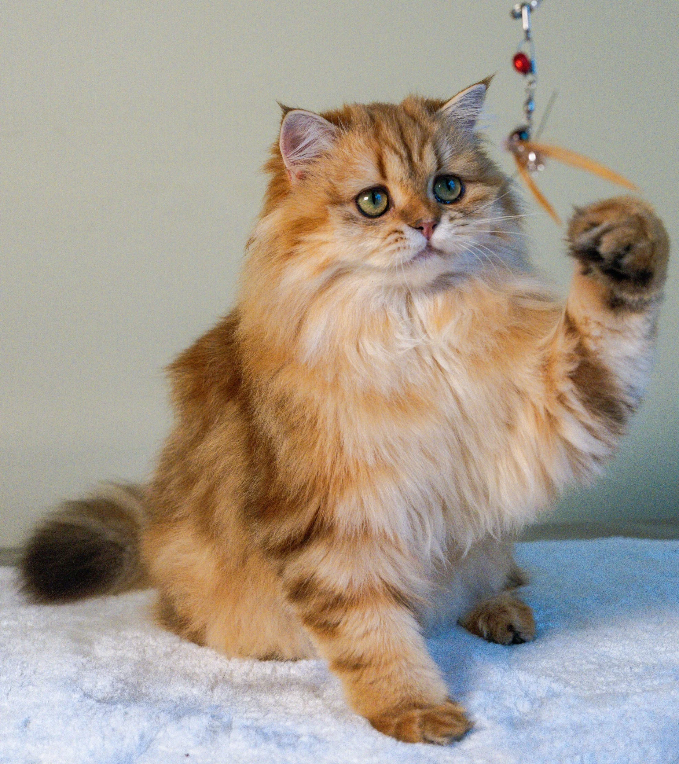 Malvina, our beautiful TICA-registered Scottish Straight Longhair future queen with a bright golden (ny22) coat and stunning green eyes. Very social, playful, and affectionate, she loves human company at PurrfectlyFold Cattery in Pennsylvania.