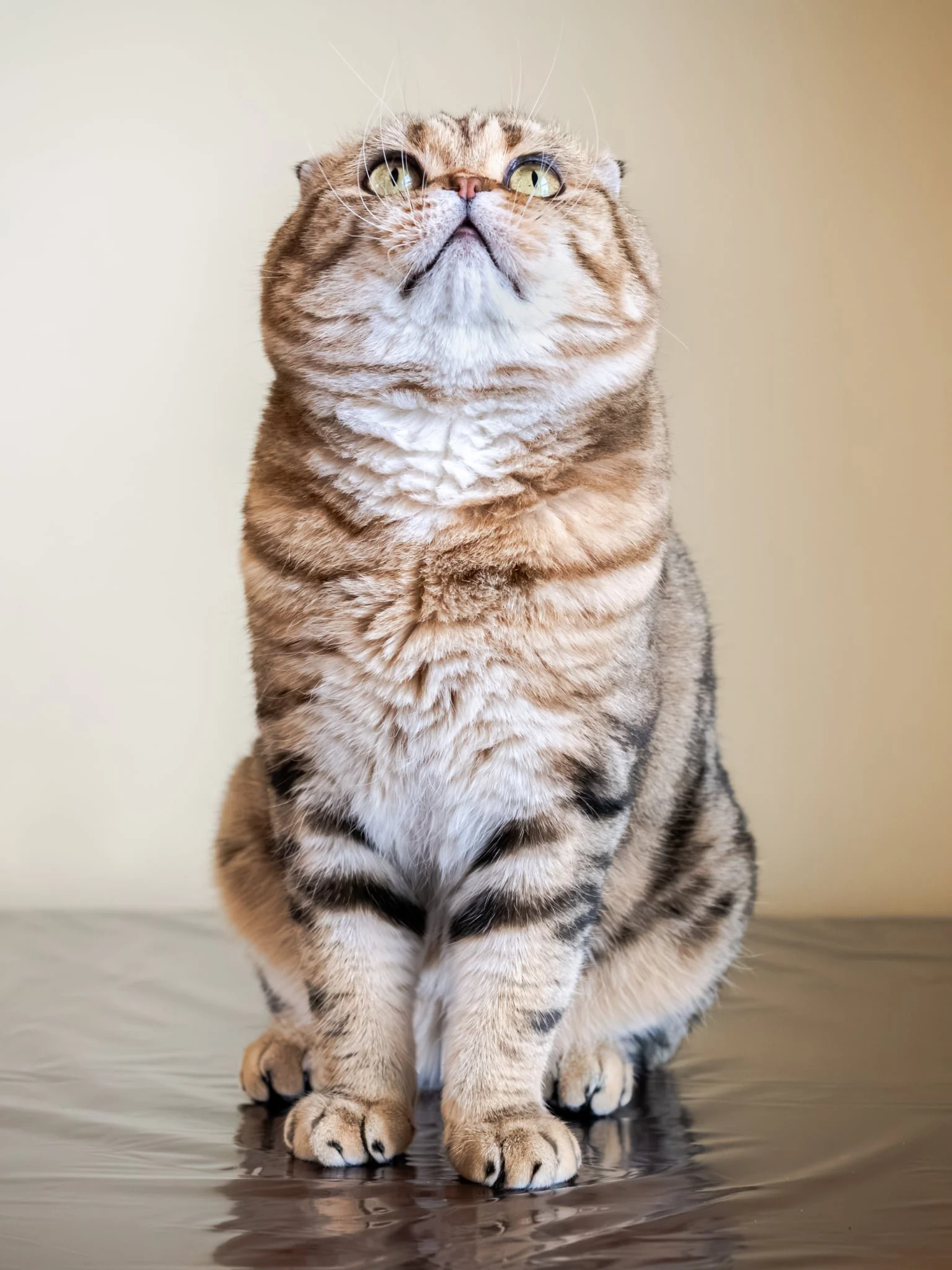 Elwis is a devoted TICA-registered Scottish Fold and father of our kittens.
He loves being near people and always welcomes gentle pets and snuggles.
Soft-spoken and gentle, Elwis fills our home with warmth and calm energy.