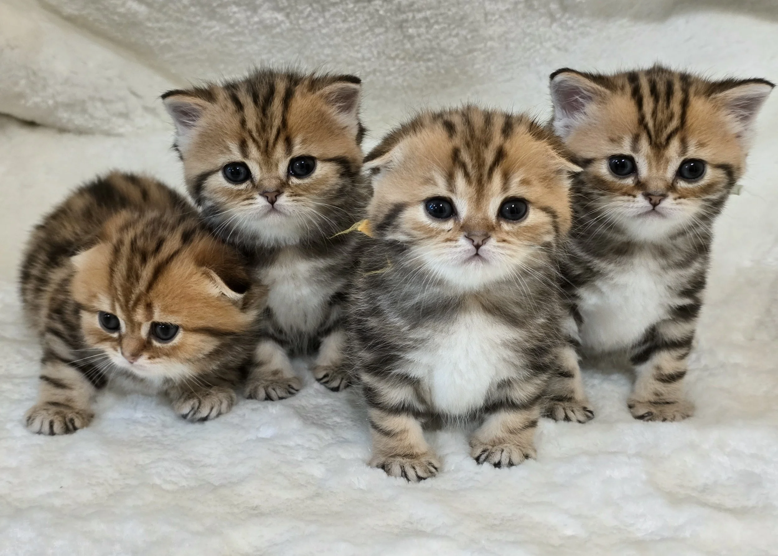 Healthy Scottish Fold and Scottish Straight kittens from a previous PurrfectlyFold litter playing together in our Pennsylvania home.