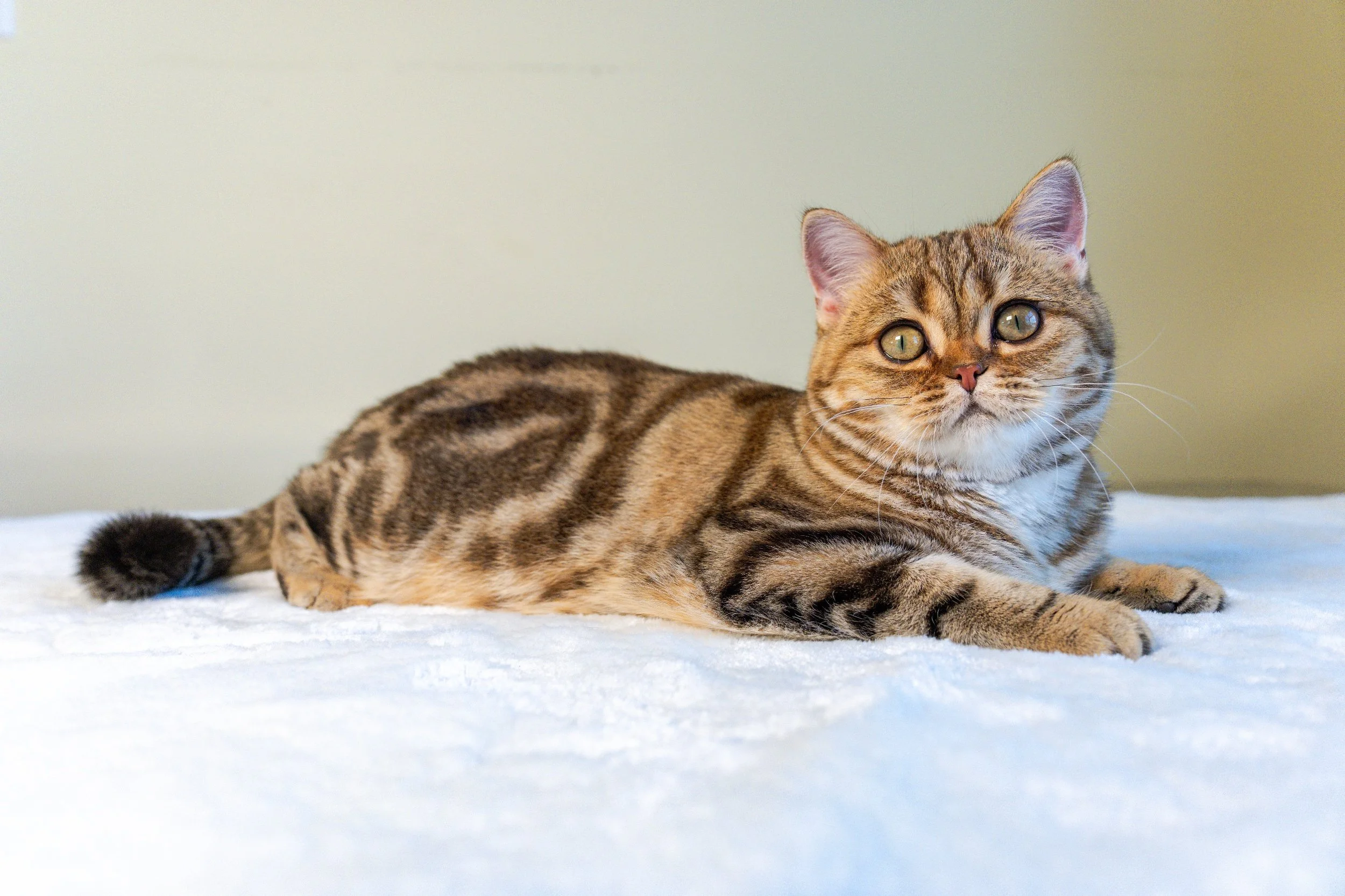 Golda is our beautiful TICA-registered Scottish Straight future queen with a stunning bright golden classic tabby (ny22) coat and an adorable round face.

Born on March 10, 2026, to our beloved Elwis and Foxy, Golda inherited her father's striking ap