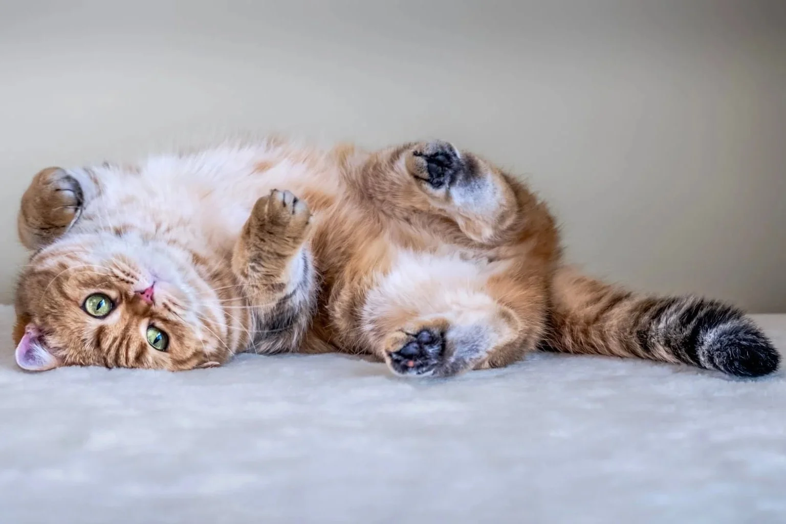 Foxy, Scottish Straight queen at PurrfectlyFold Cattery
