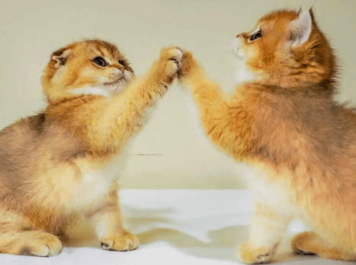 Scottish Fold black golden shaded kittens holding paws – adorable pedigree kittens from PurrfectlyFold