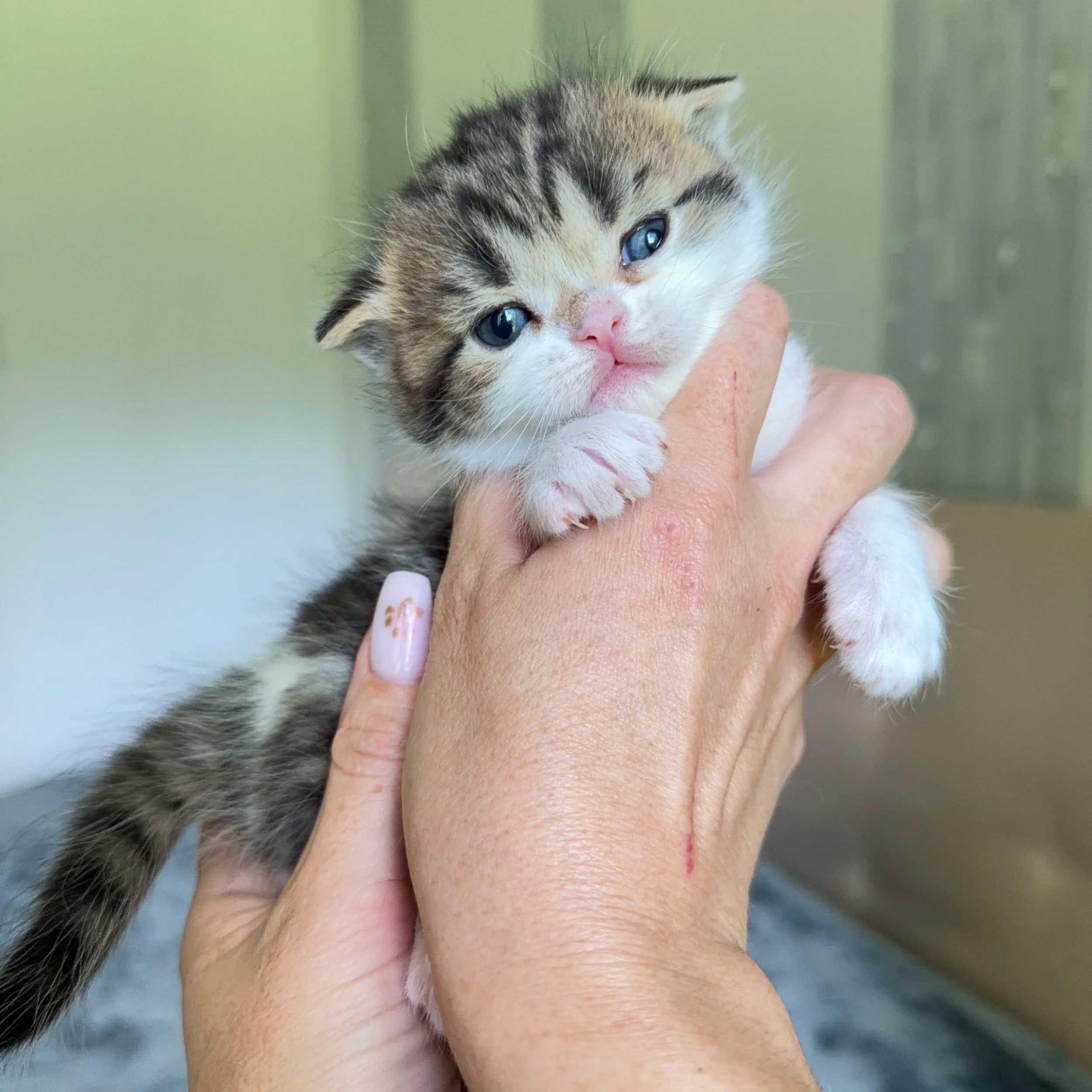 Brown bicolor male Scottish Straight British Shorthair kitten, born September 9, 2026
