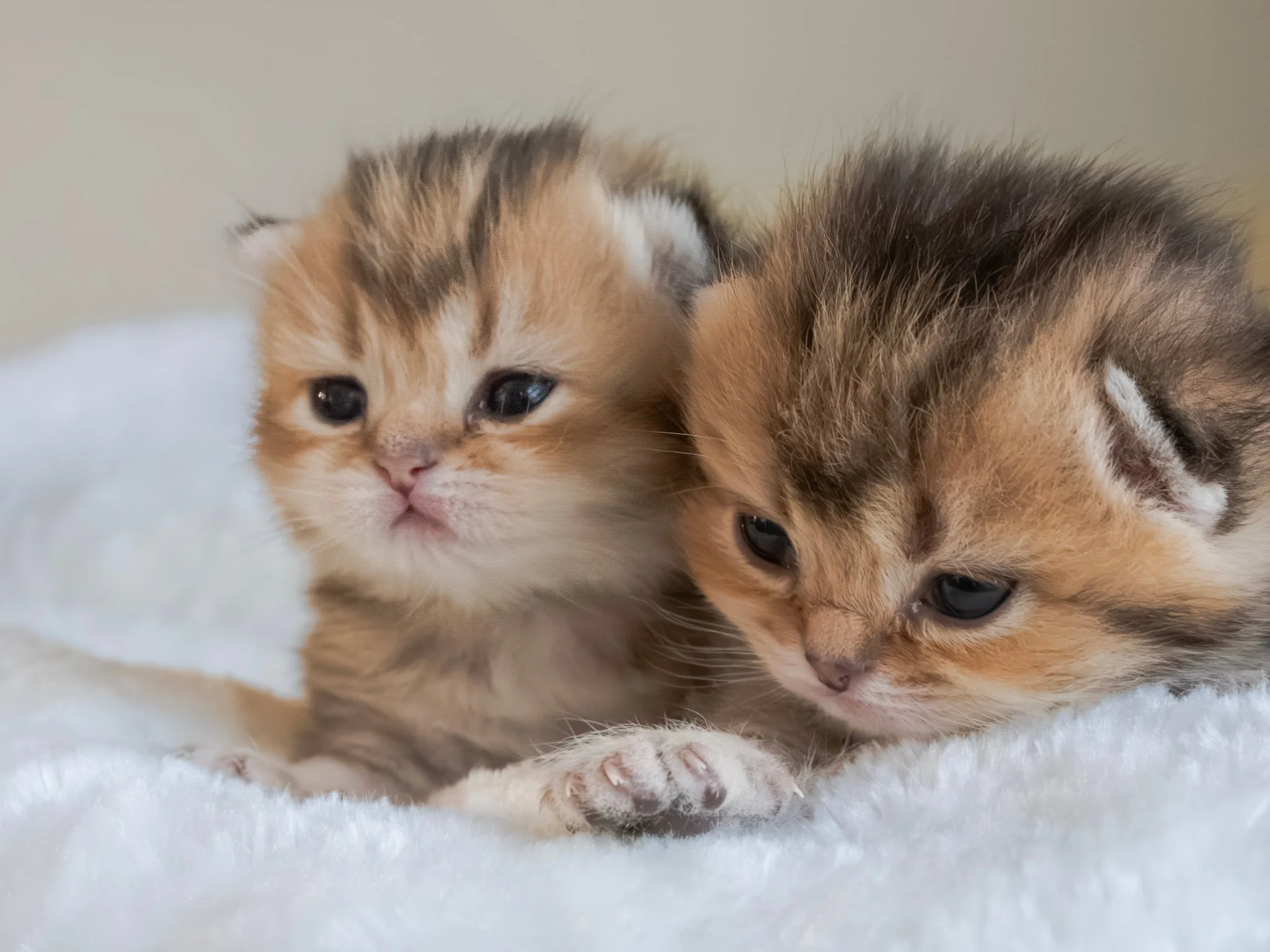 Messenger_creation_F1C7B5B4-9C47-487A-80AF-18F0B7D7C3FA.jpeg (Copy) (Copy)