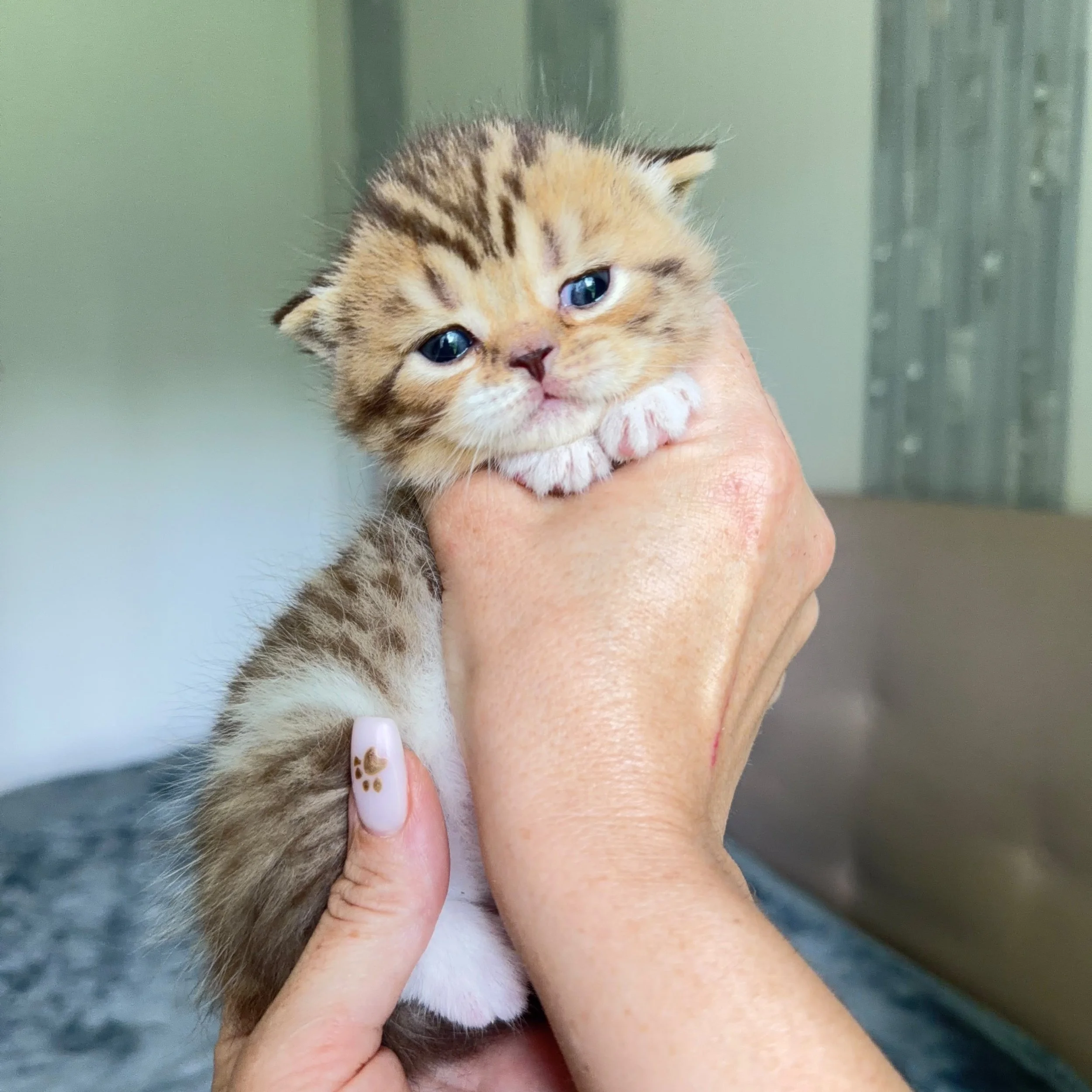 Chocolate or cinnamon bicolor tabby female Scottish Straight British Shorthair kitten, born September 9, 2026