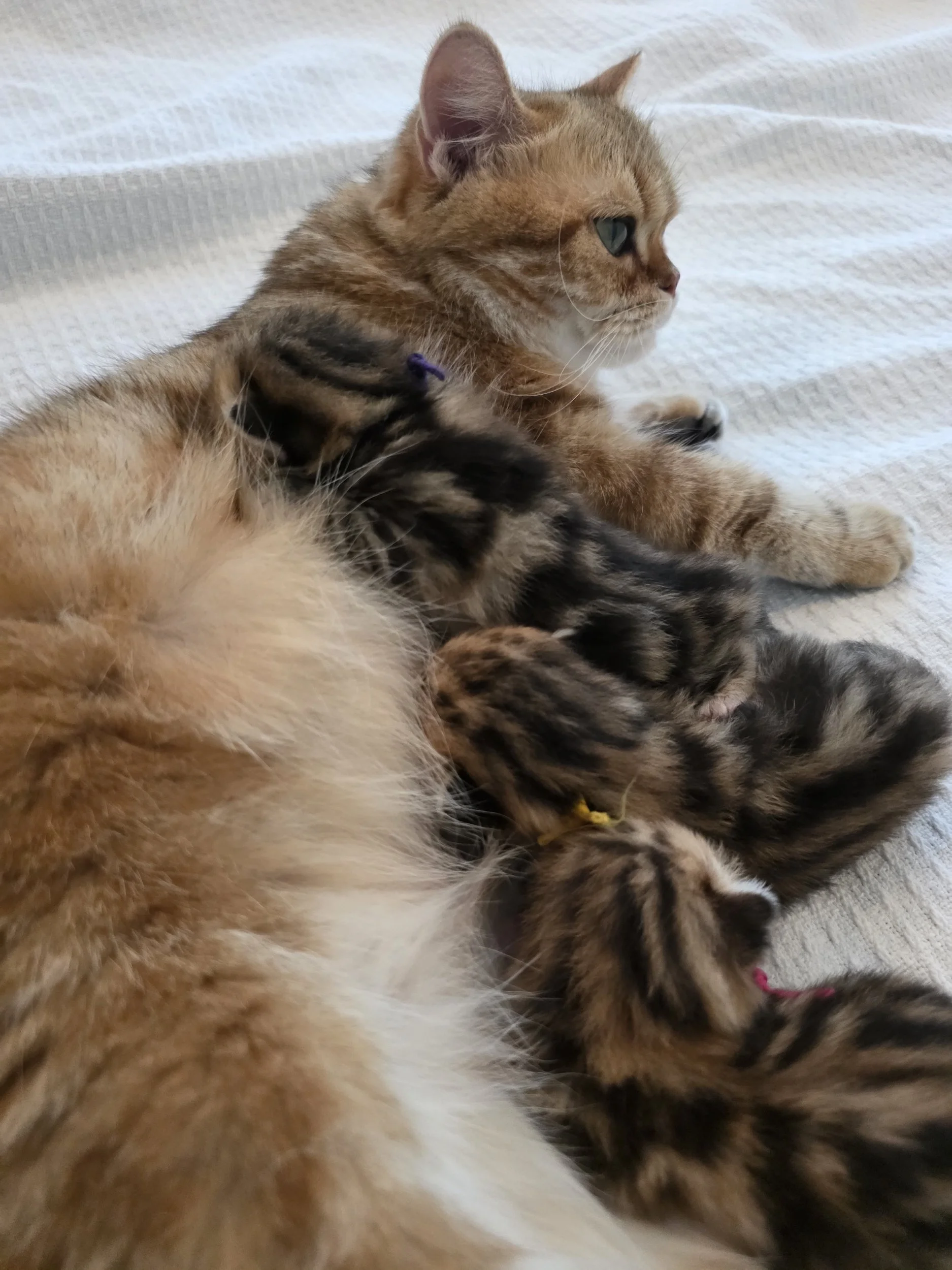 Foxy with her litter I black golden classic tabby Scottish fold and Scottish straight