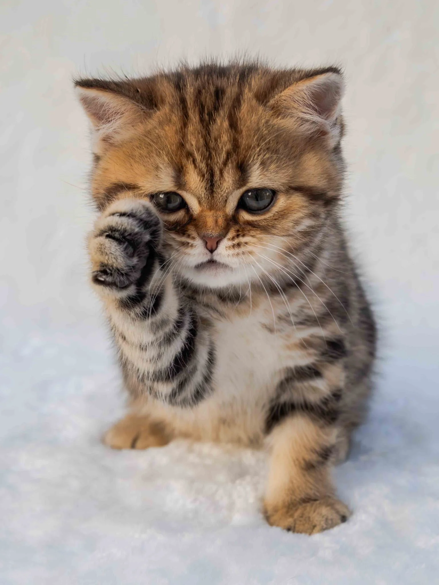 Well-socialized Scottish straight kitten from a previous PurrfectlyFold litter exploring during playtime.