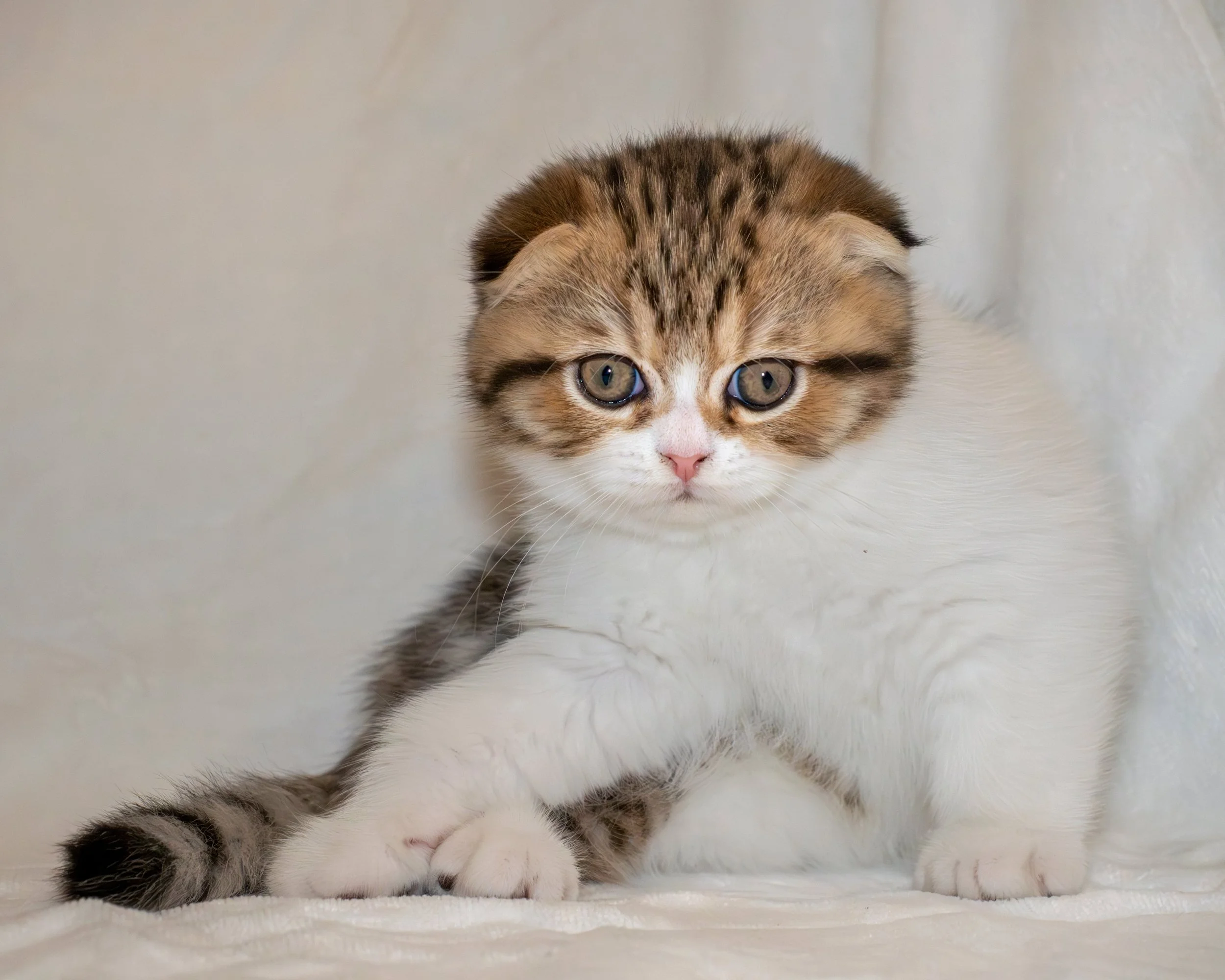 Scottish Fold by-color brown short hair