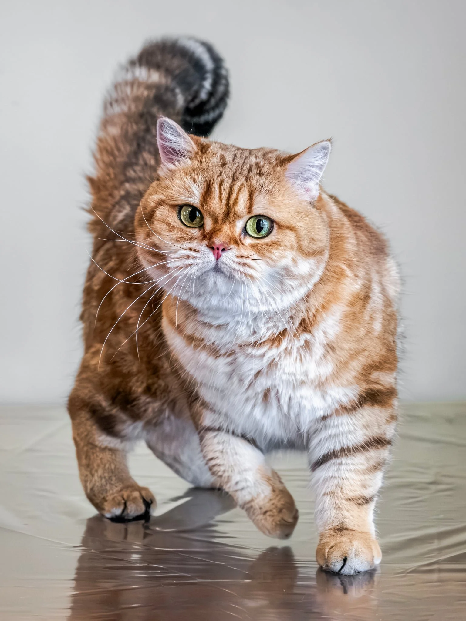 Foxy, our Scottish Straight queen, expecting a beautiful litter of Scottish Fold and Scottish Straight kittens in September 2026.