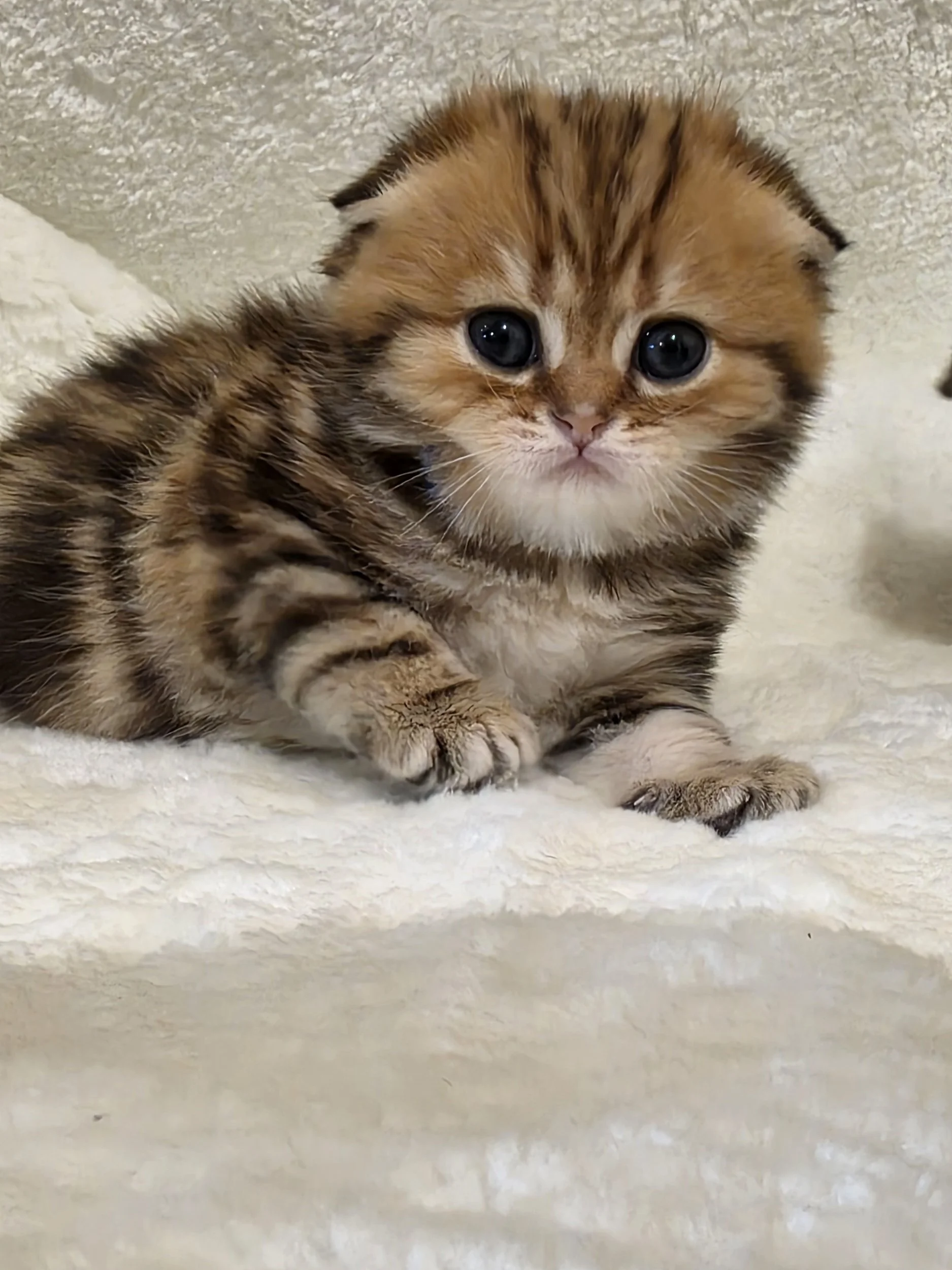 Scottish Fold Black Golden Classic Tabby Male SFS NY22