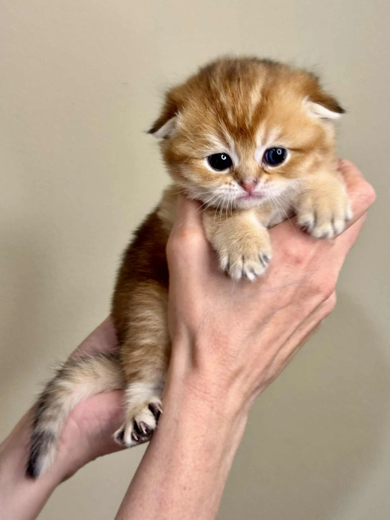 Tanya holding Ember-Chico, black golden shaded male Scottish Fold kitten, front view