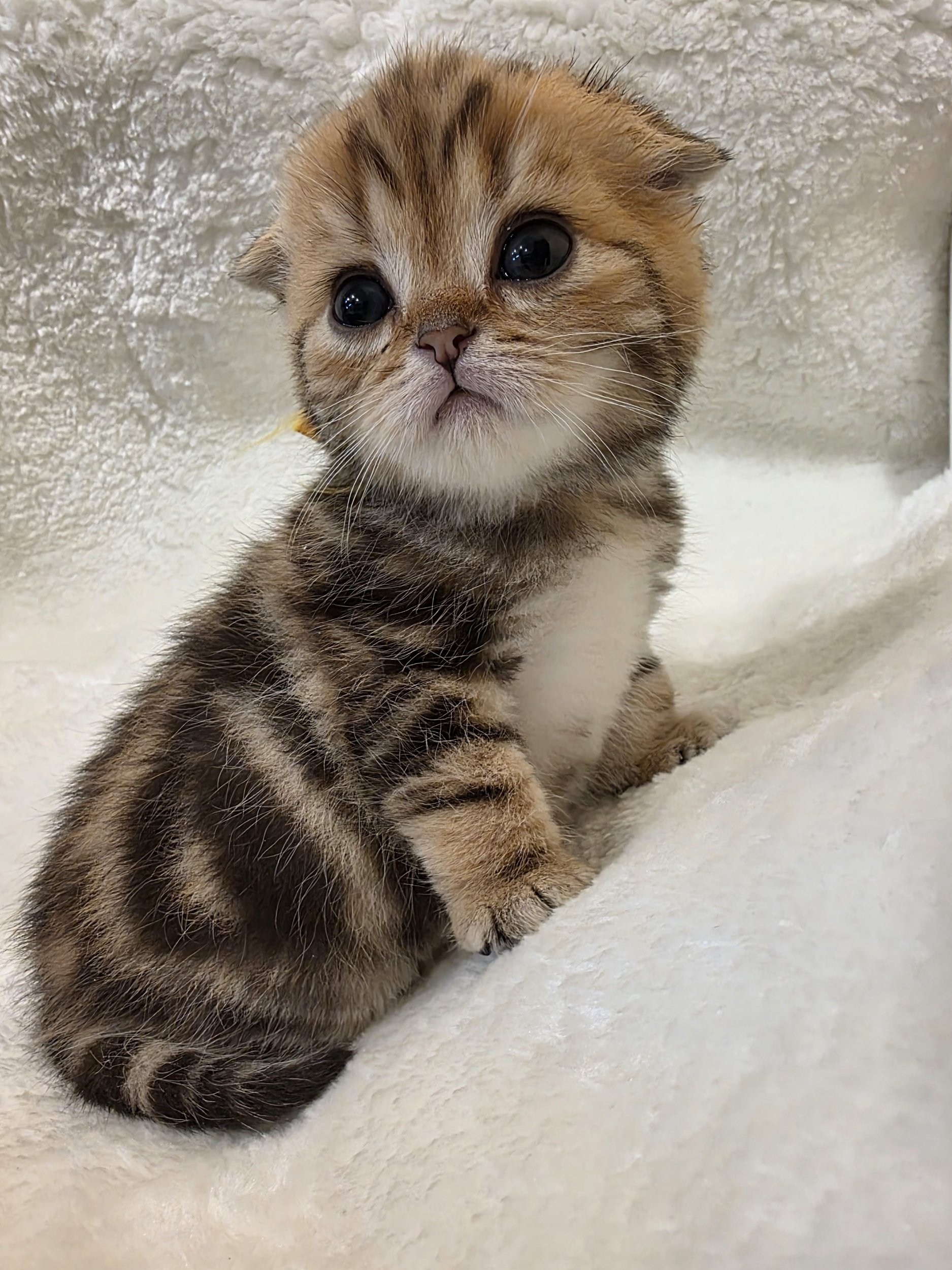 Scottish Fold Short Hair baby girl black golden classic tabby with a playful and affectionate personality.jpg
