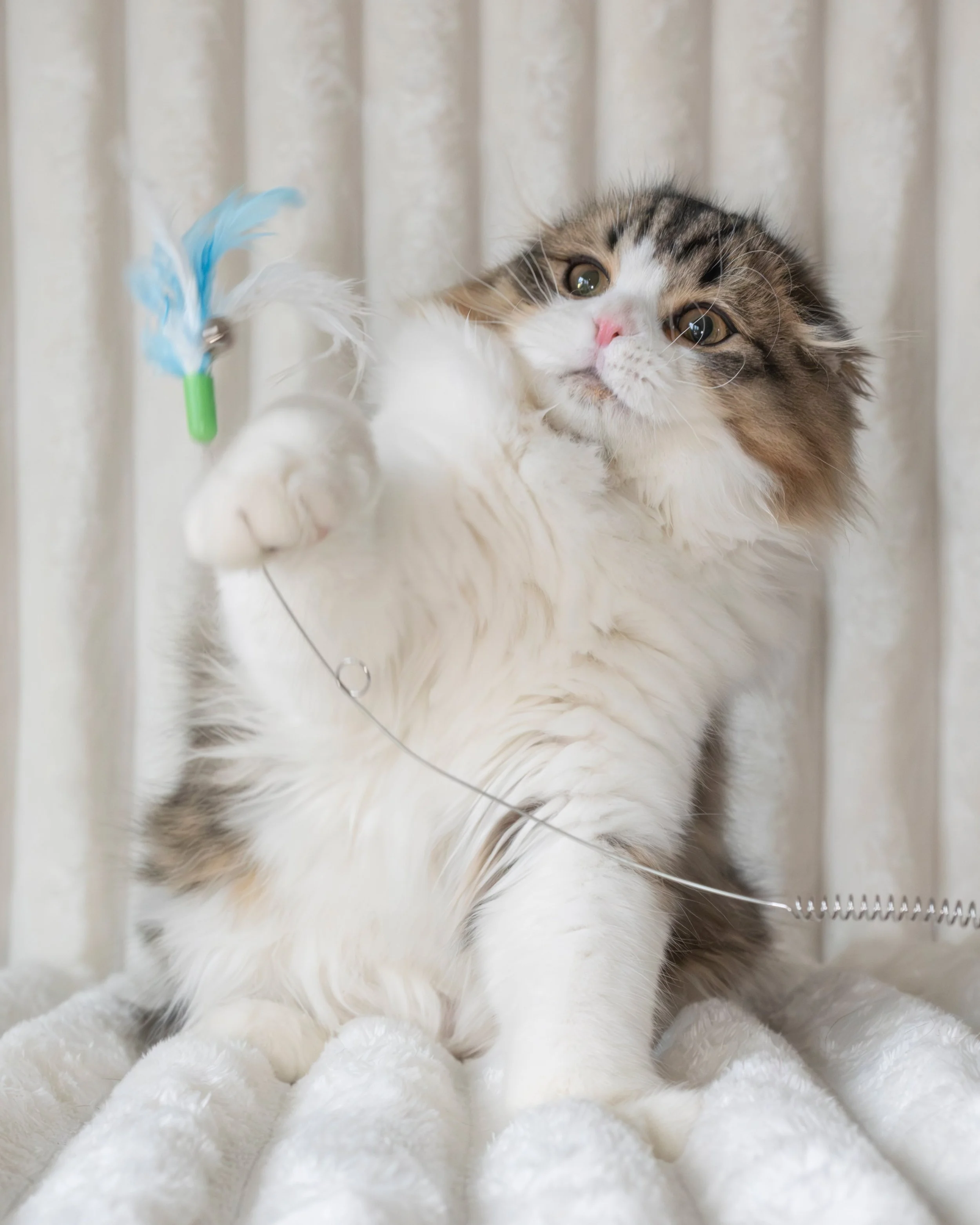 scottish fold kitten long hair bicolor brown