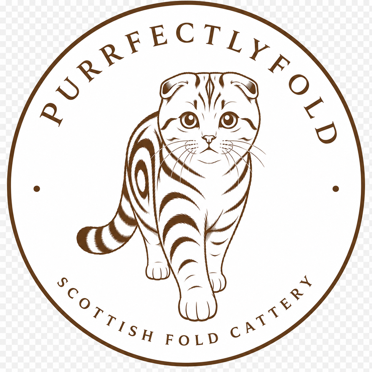 PurrfectlyFold | Scottish Fold Breeder in Pennsylvania